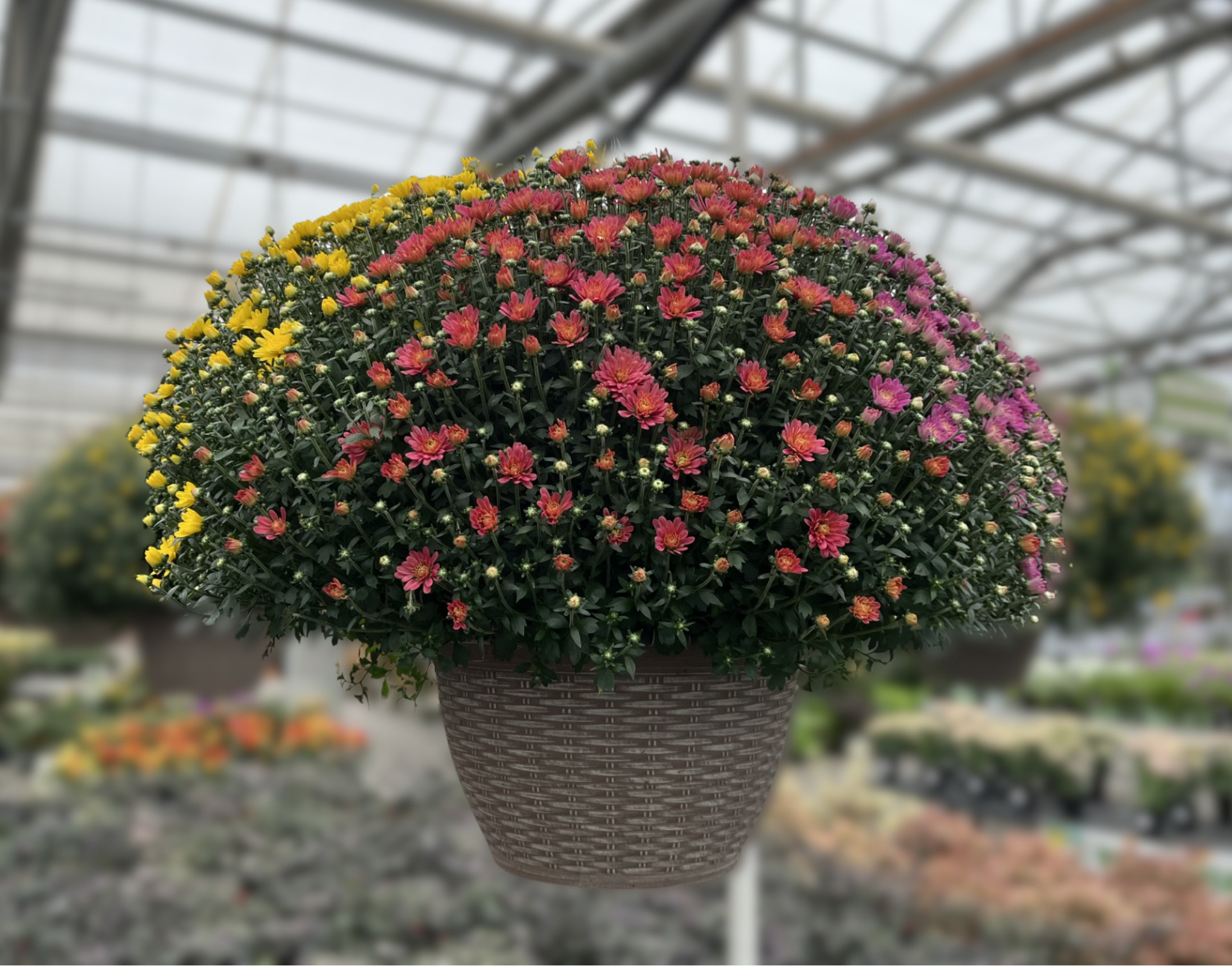 13" Tricolor Garden Mum Hanging Baskets
