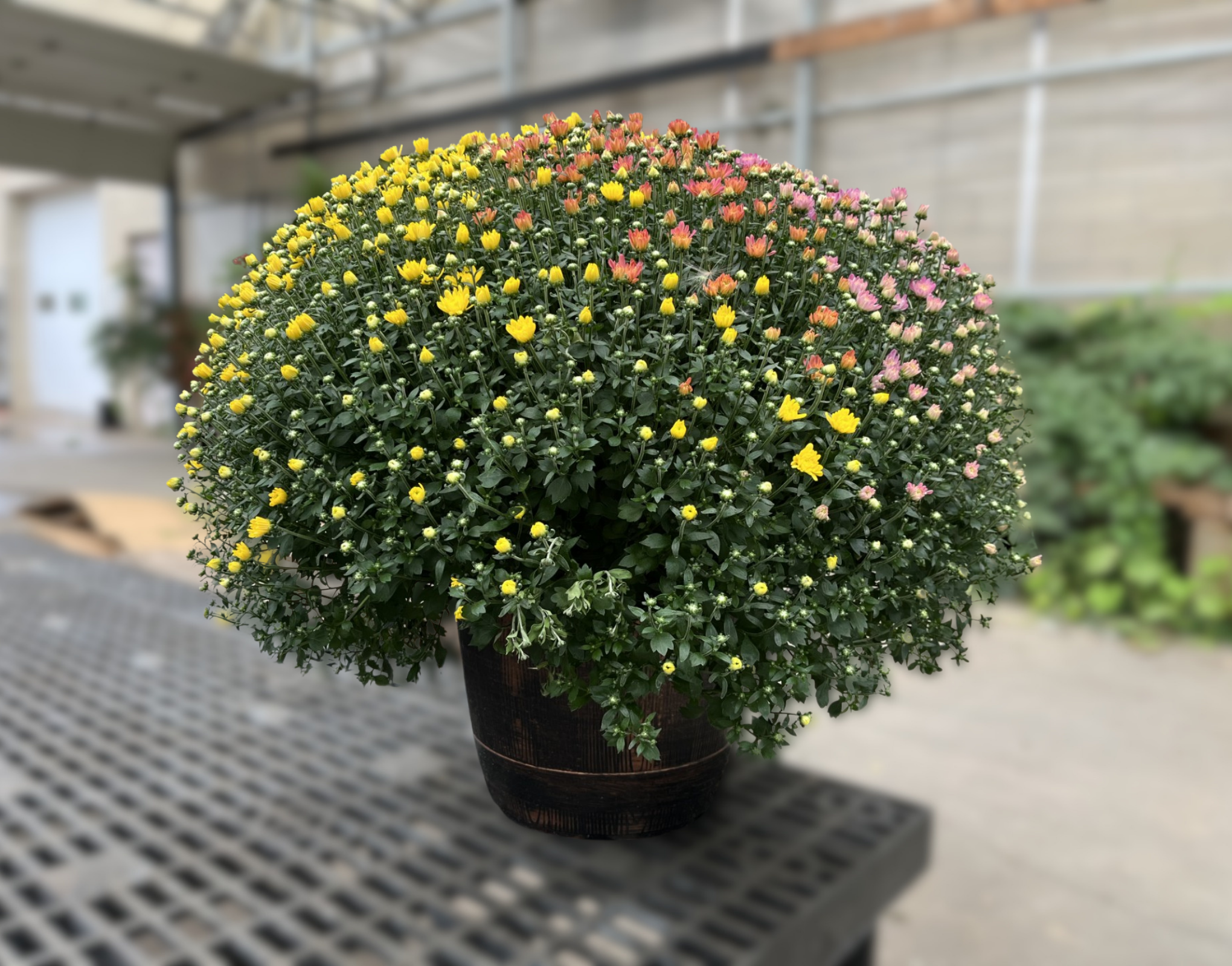 14" Tricolor Garden Mums in Decorative Pots