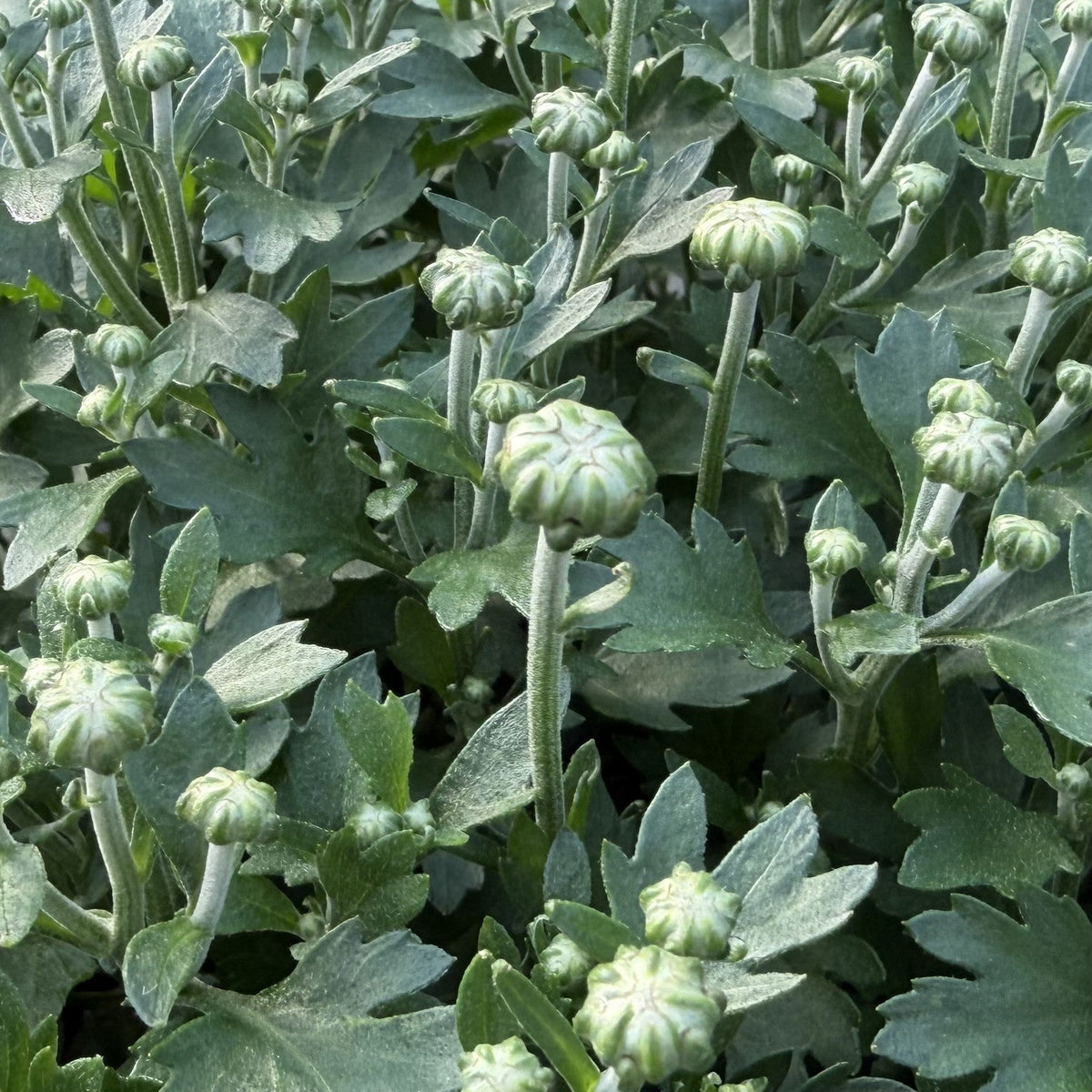 Budded Mums (Stage 3 of 6)
