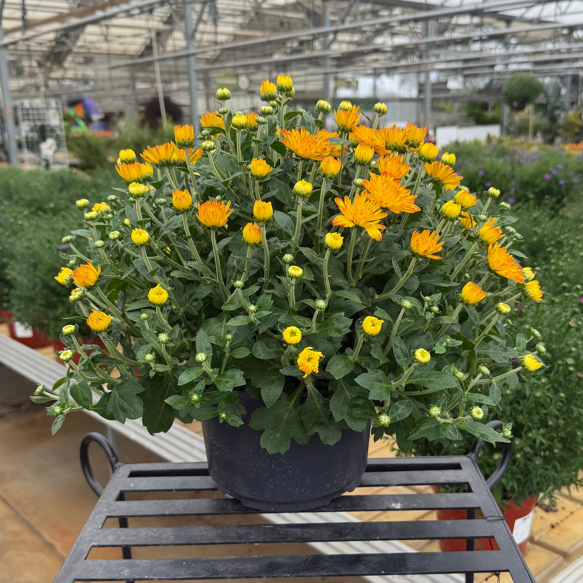 8"x5" Garden Mums