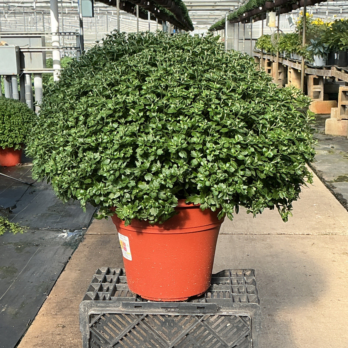 12" Tricolor Garden Mums in Decorative Pots