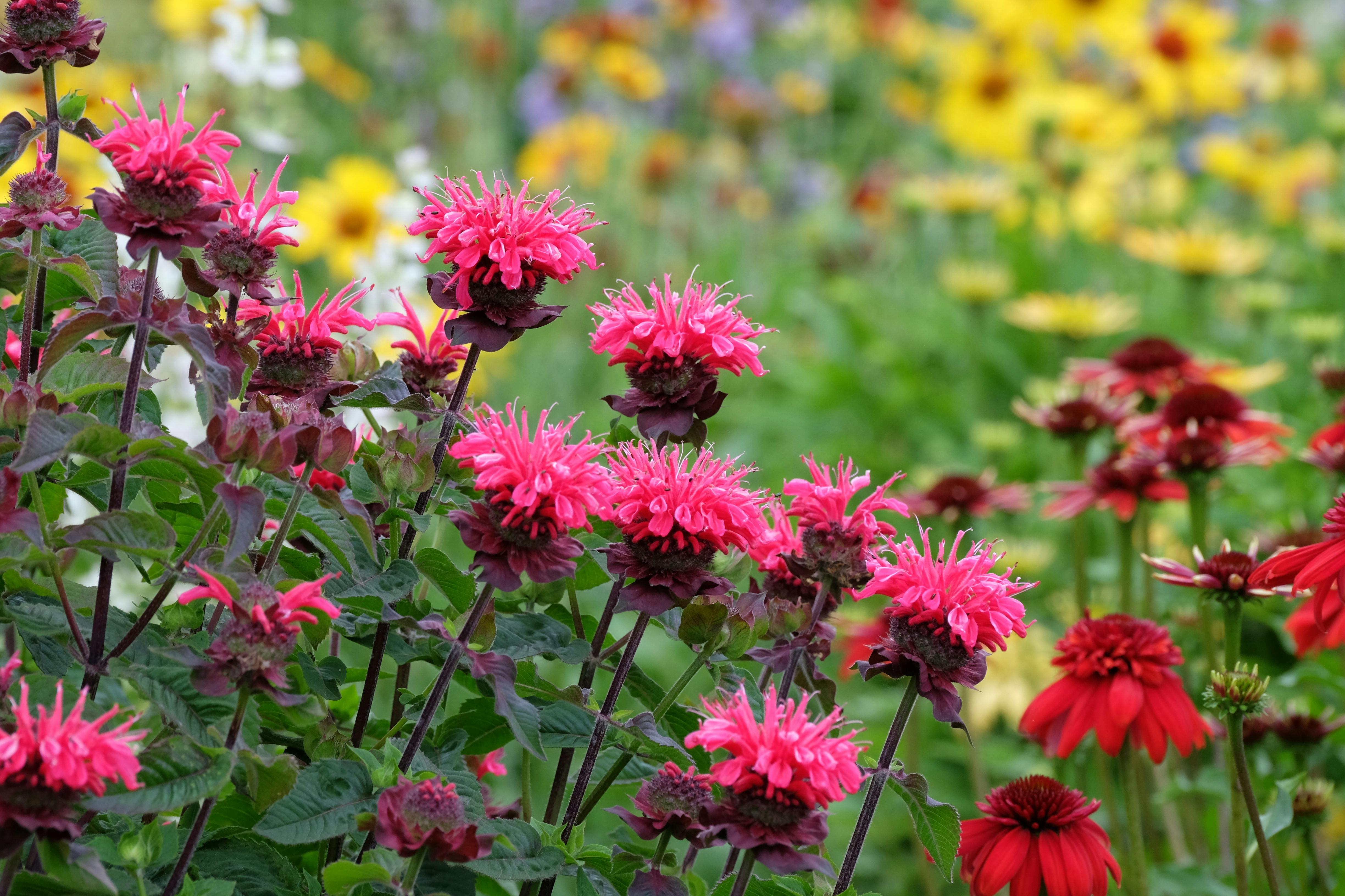 Perennials