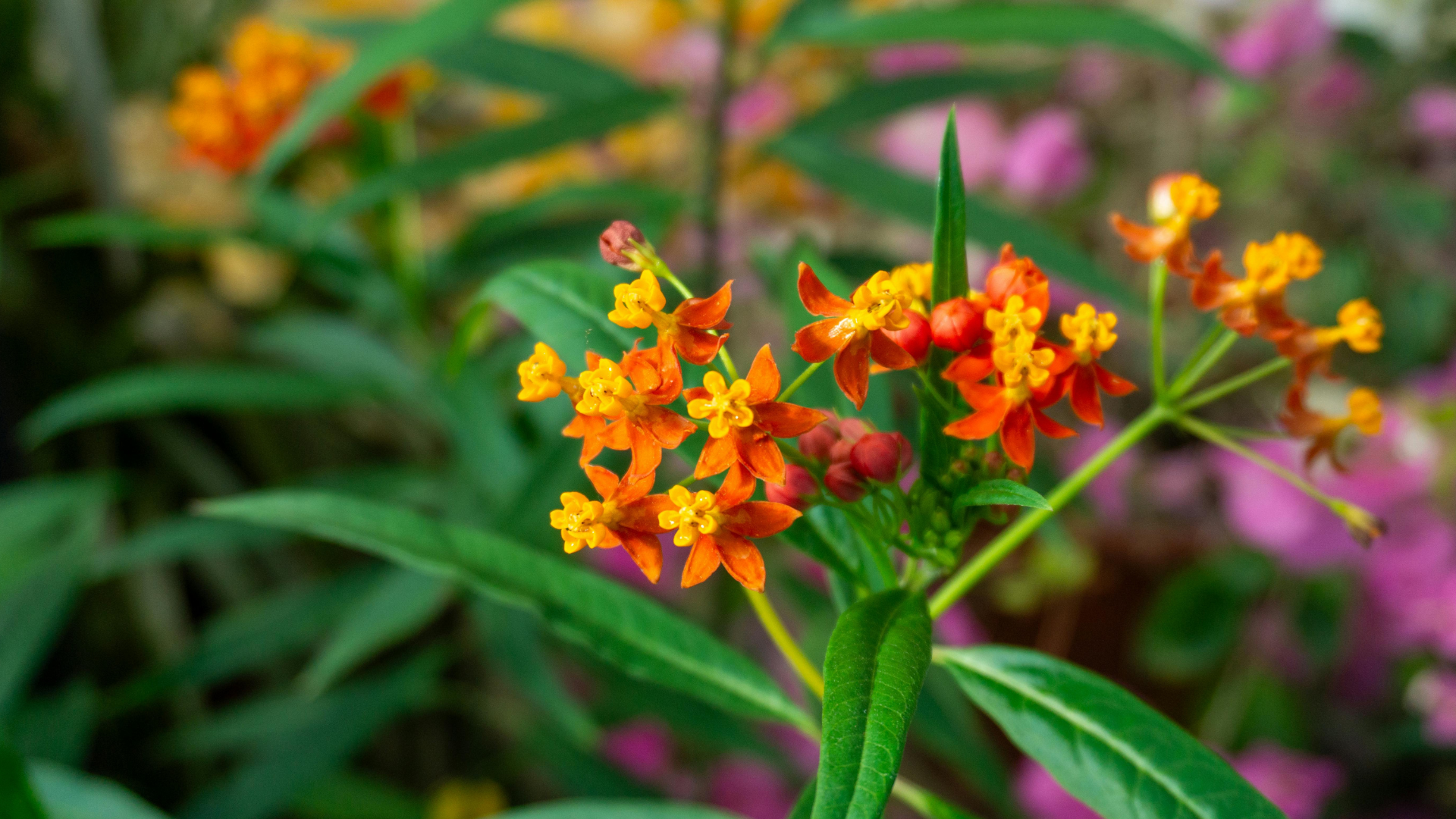 Native Perennials