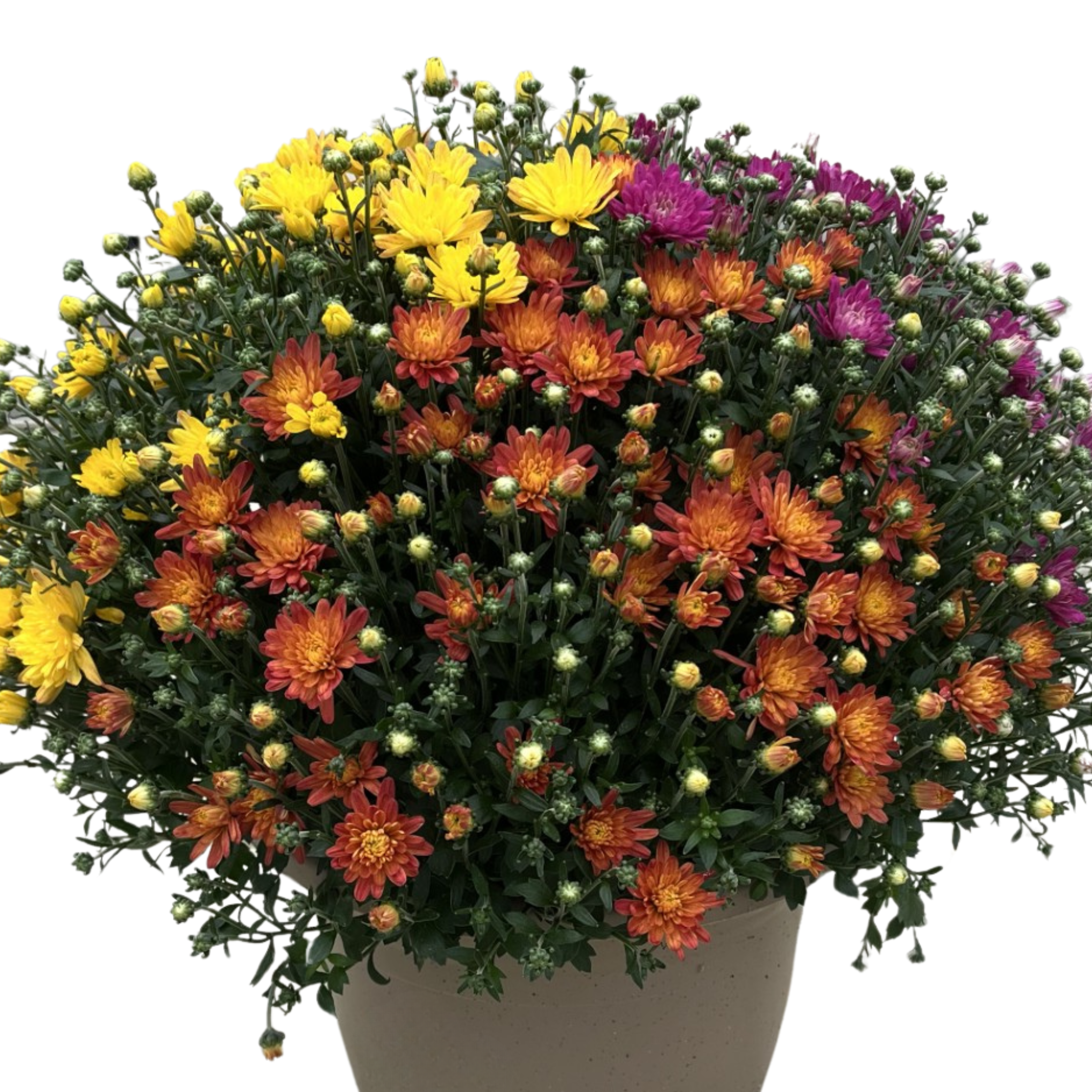 Tricolor Garden Mums
