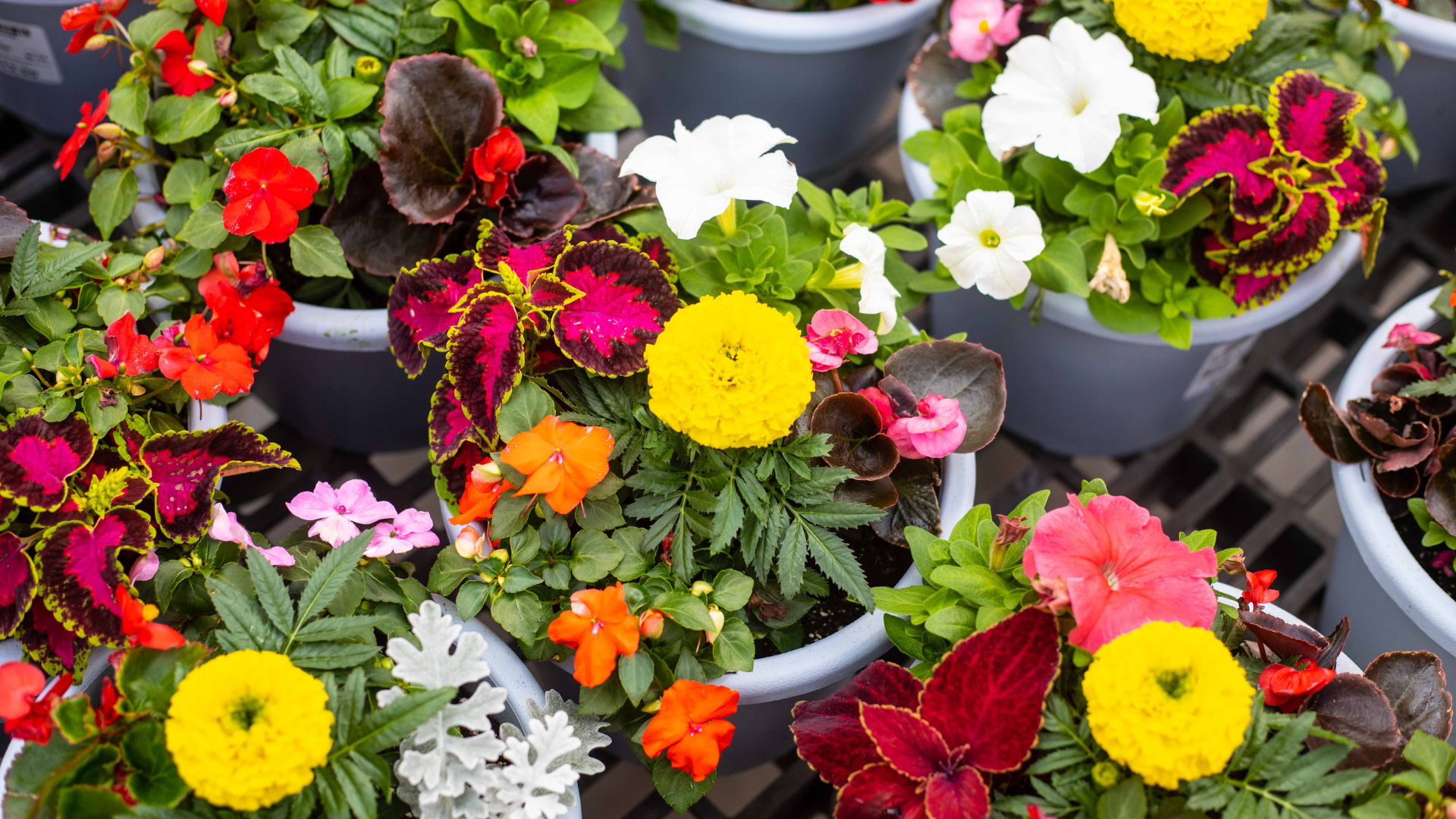 Planters