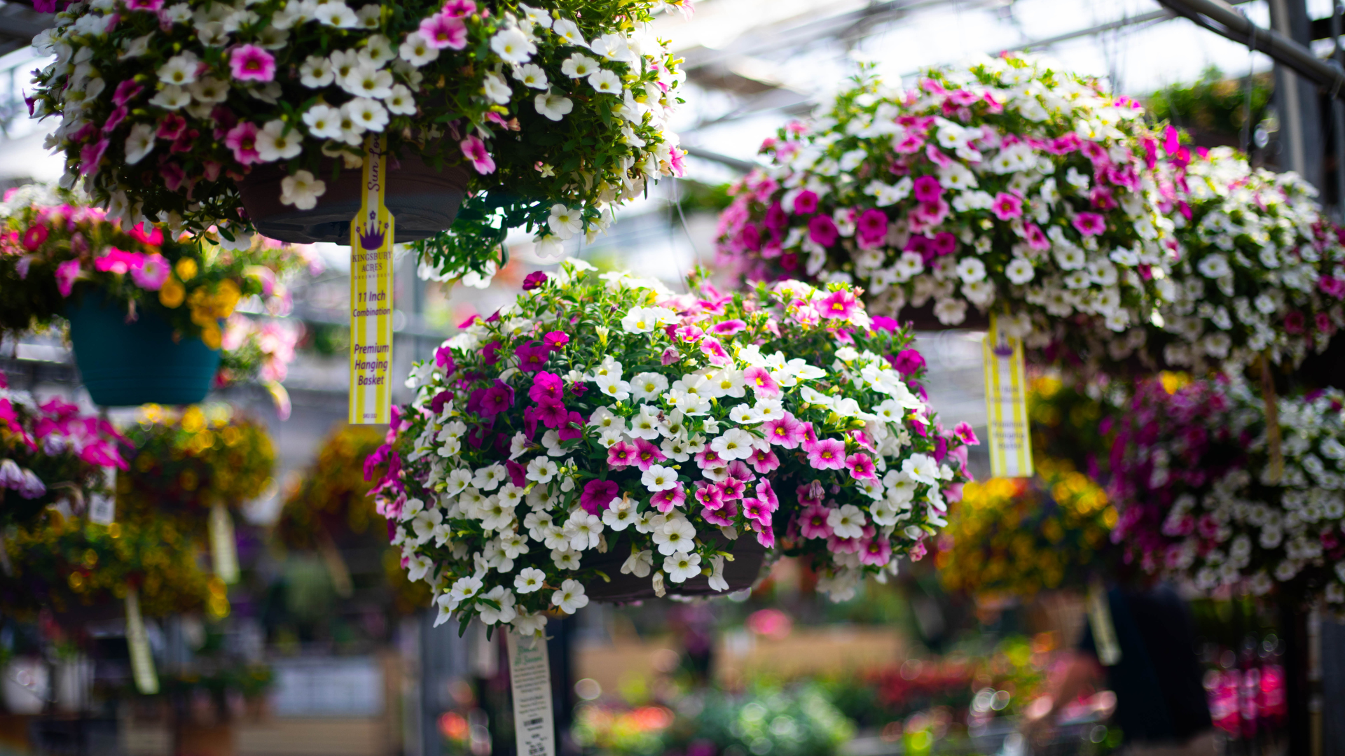 Hanging Baskets