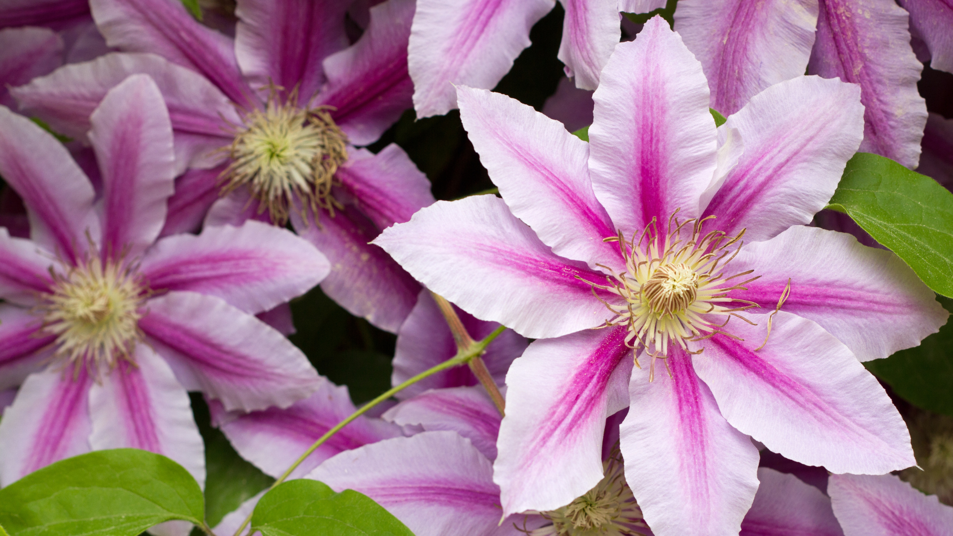Perennial Vines