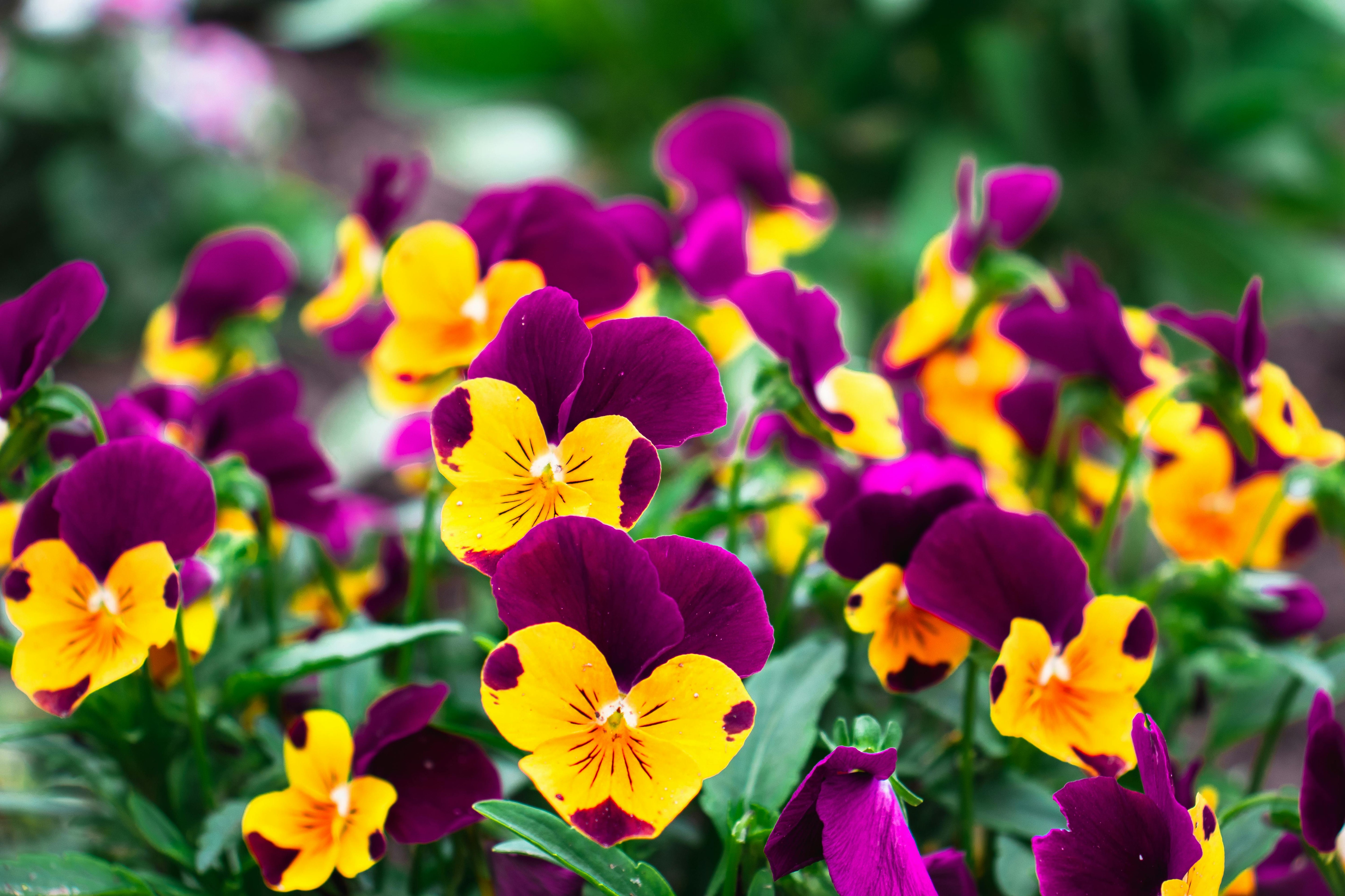 Bedding Plants
