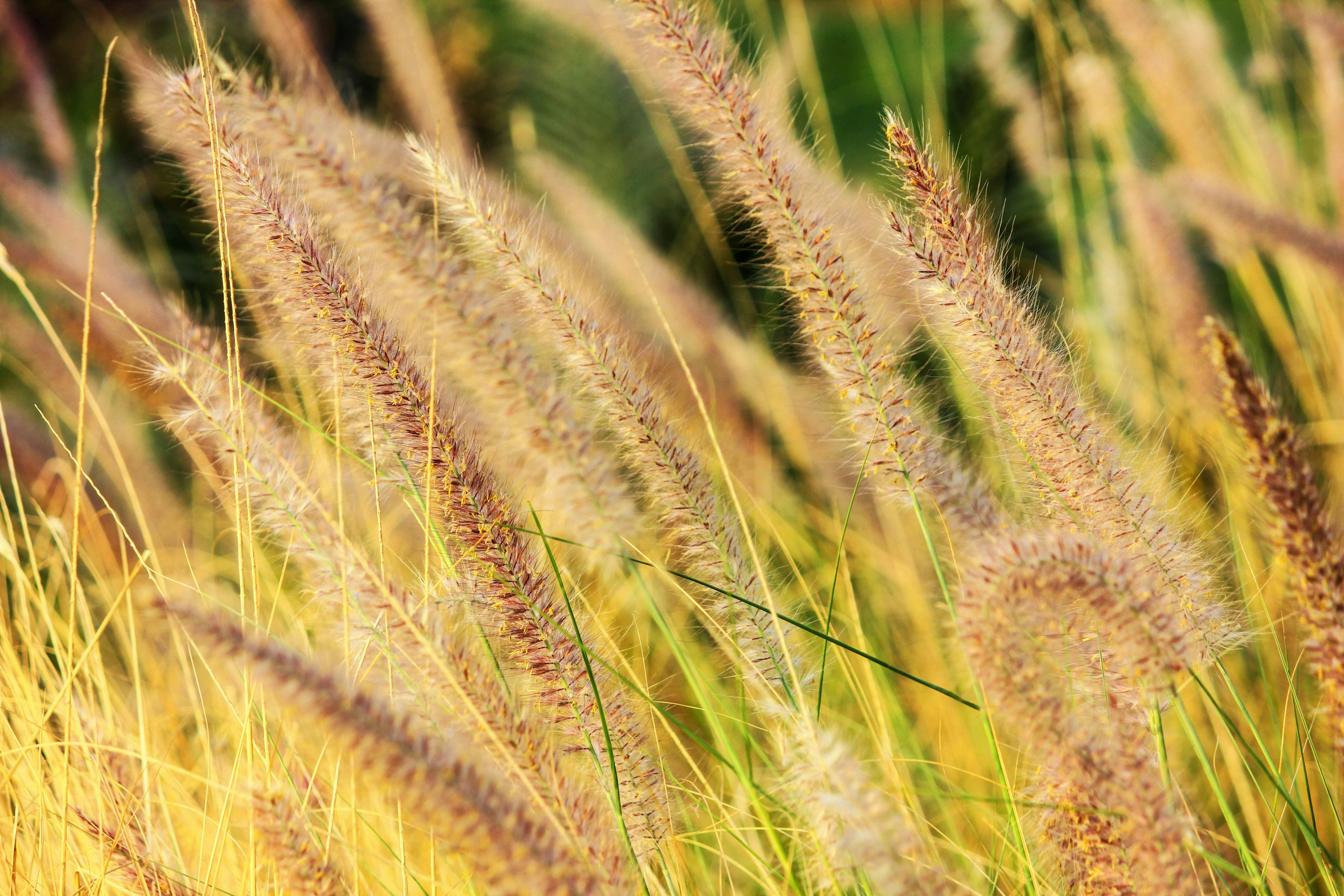 Grasses