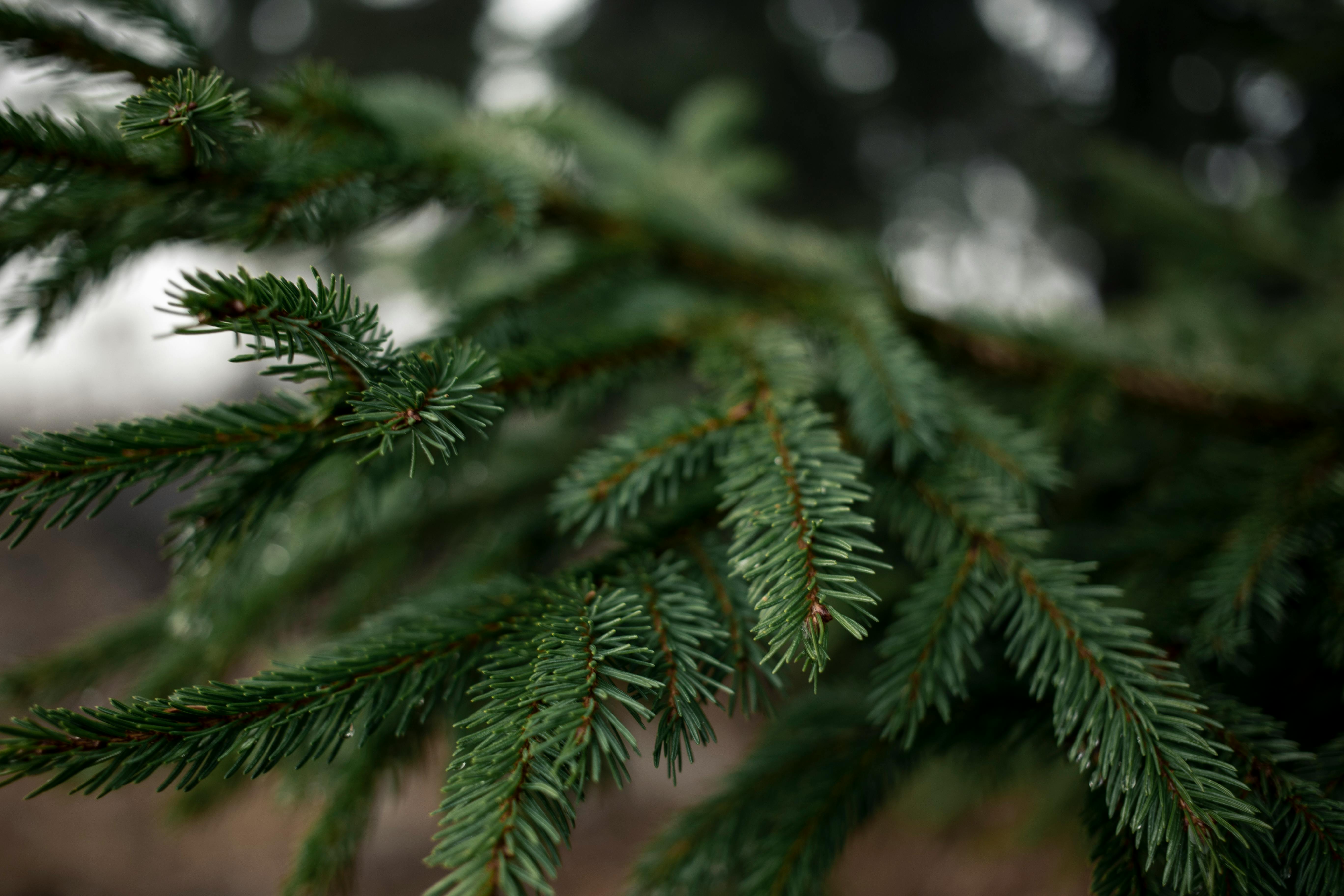 Evergreens