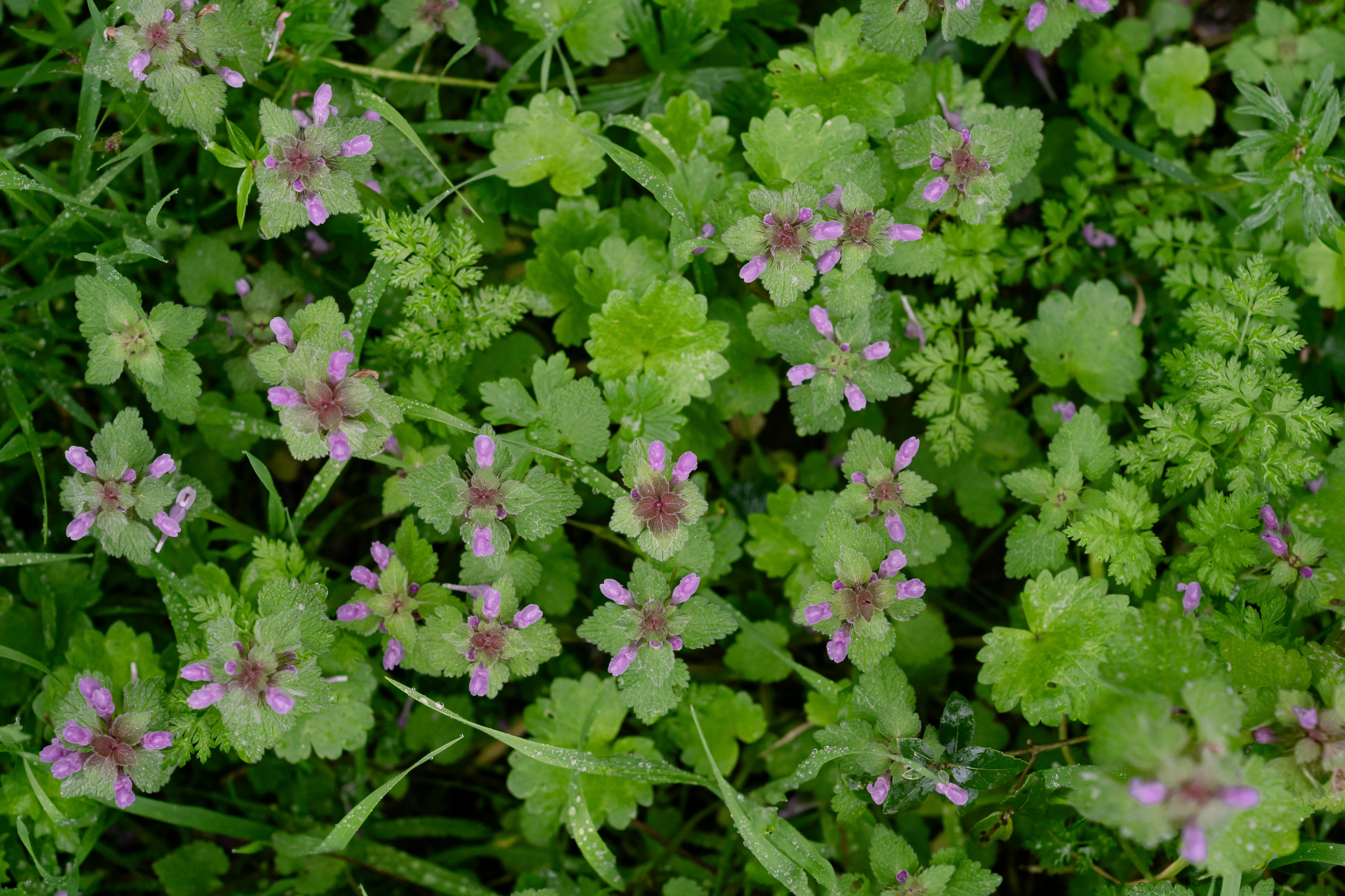 Groundcovers