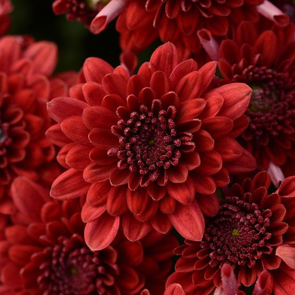 Red Garden Mums