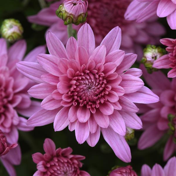 Pink & Purple Garden Mums