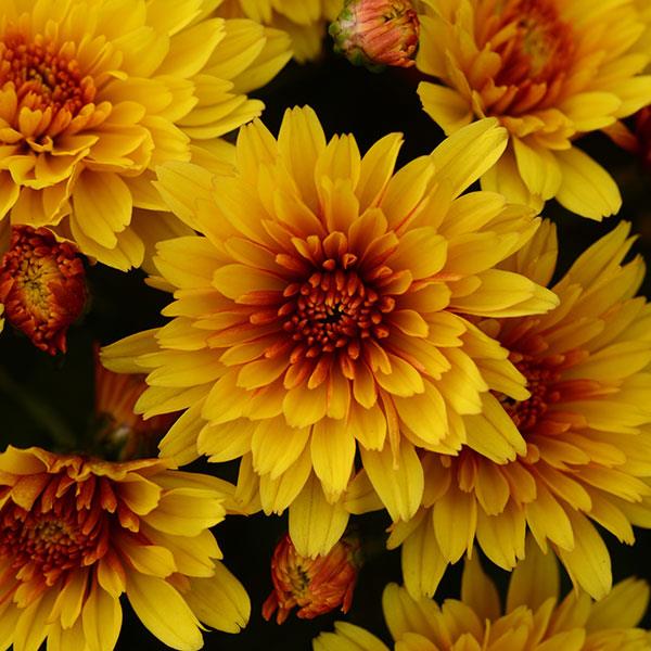 Bronze & Orange Garden Mums