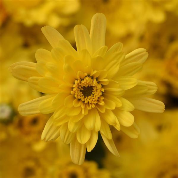 Yellow Garden Mums