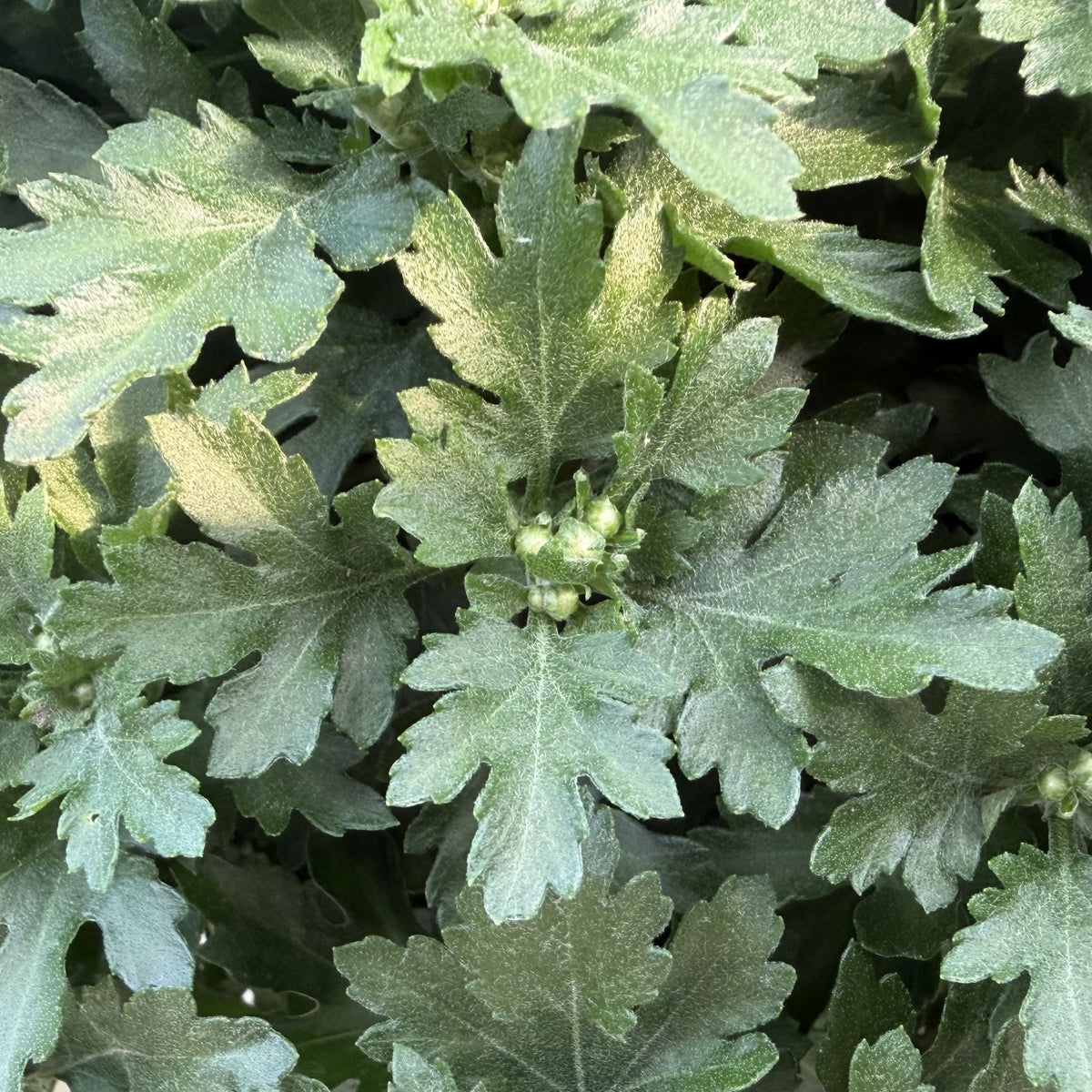 Small Budded Mums (Stage 2 of 6)