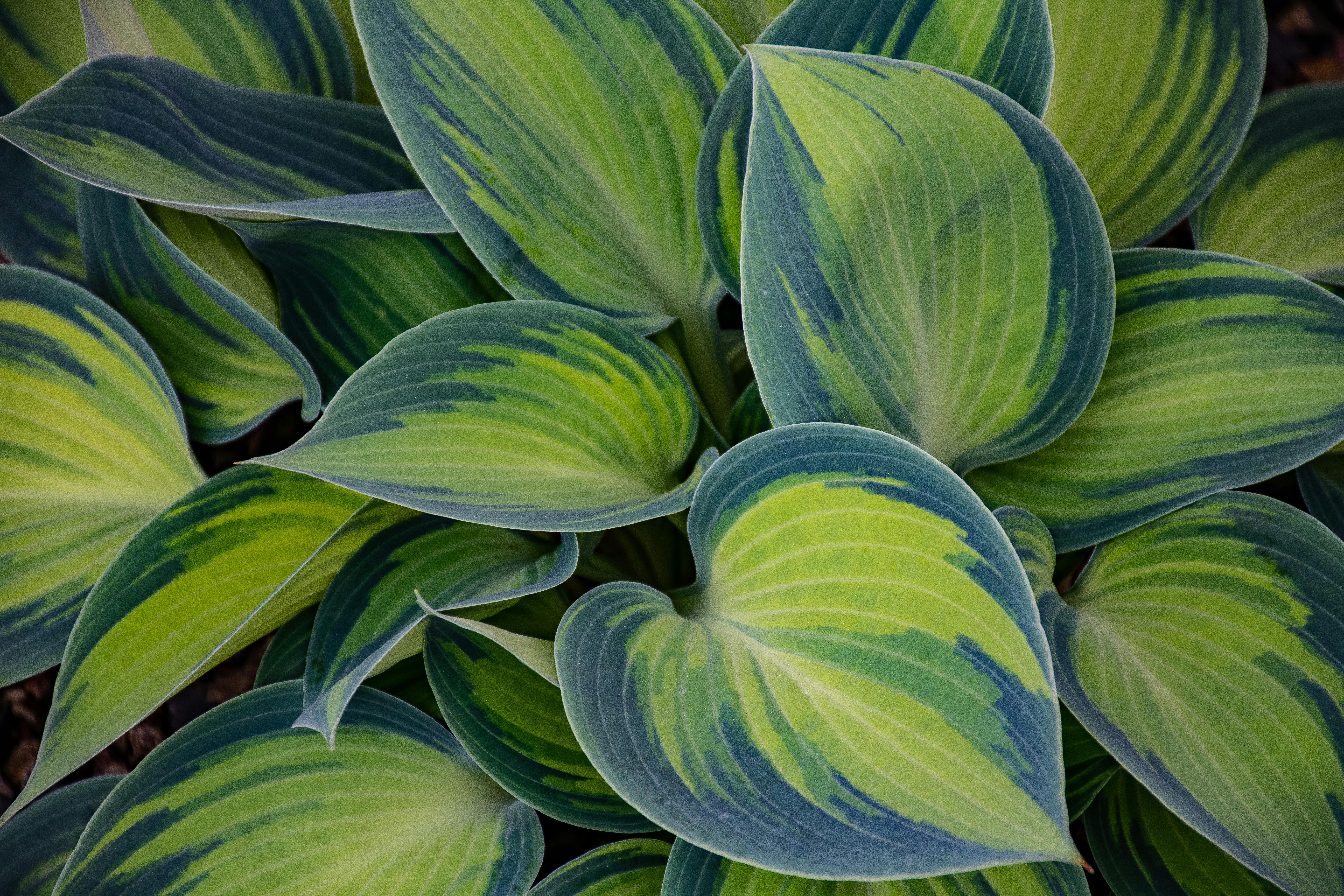 Shade Perennials