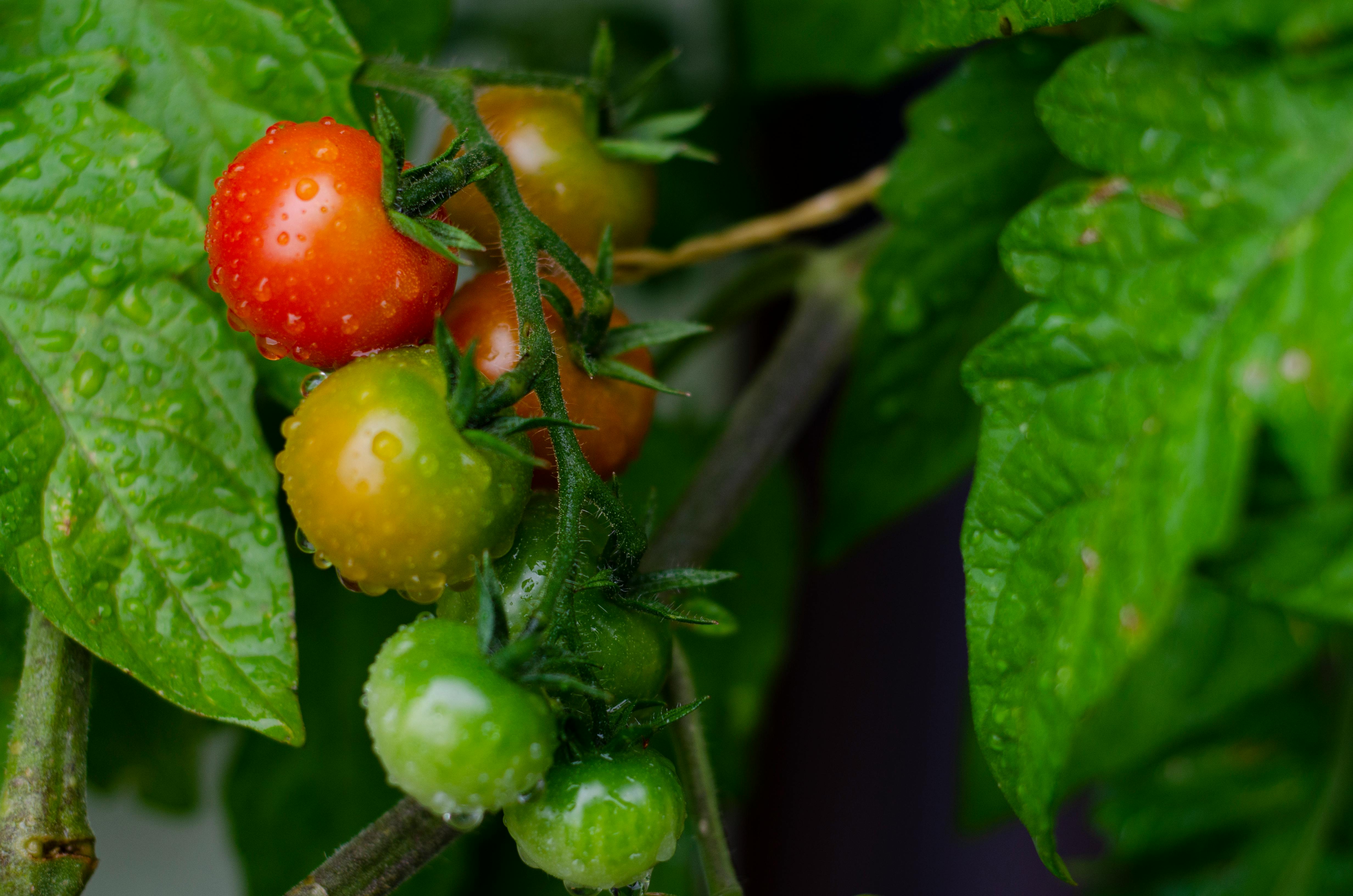 Vegetables & Herbs