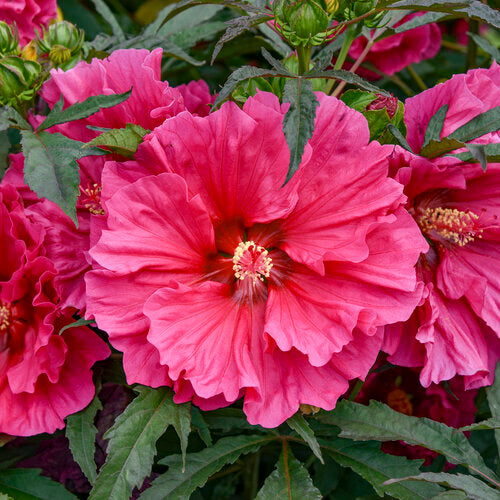 Hardy Hibiscus