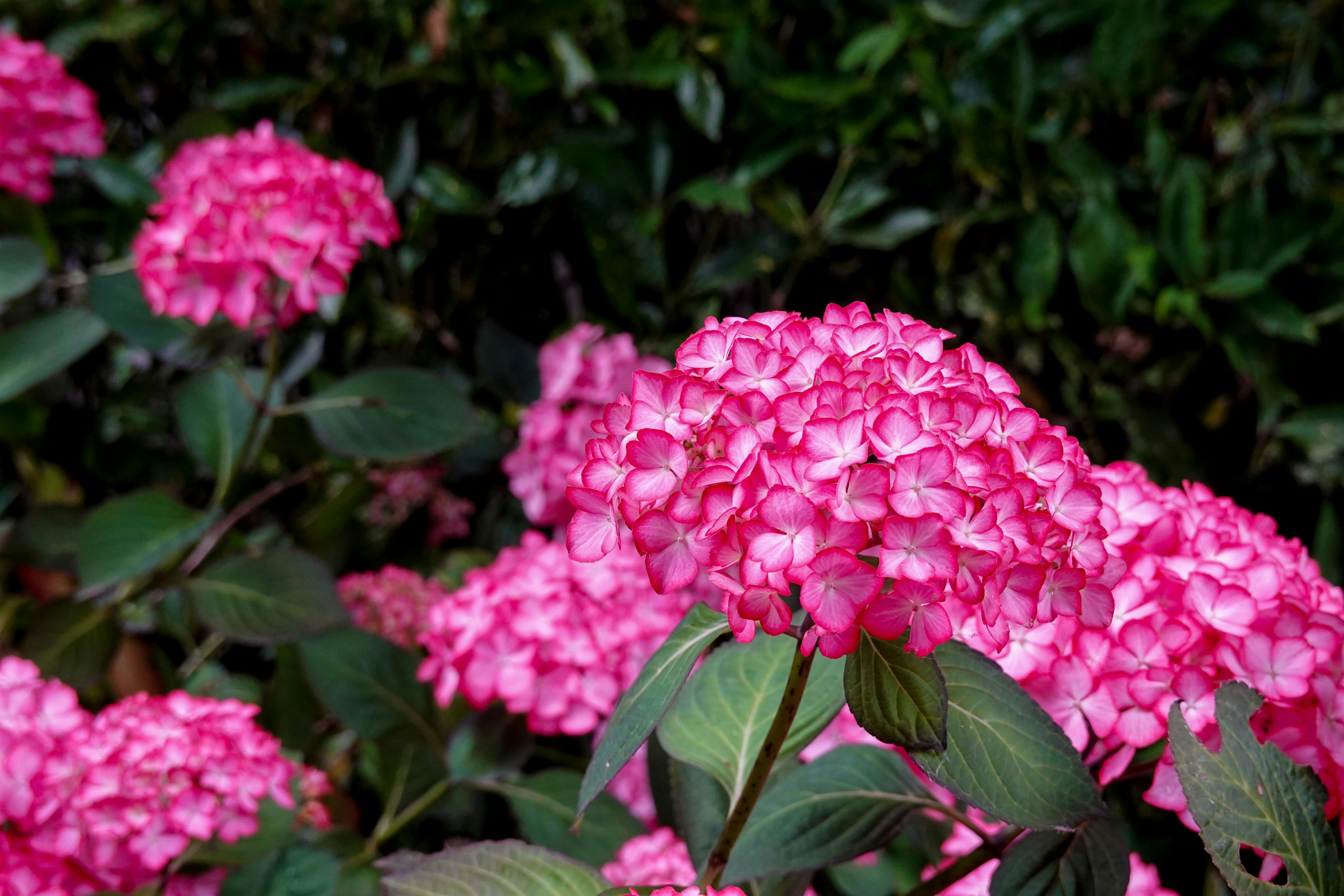 Deciduous Shrubs