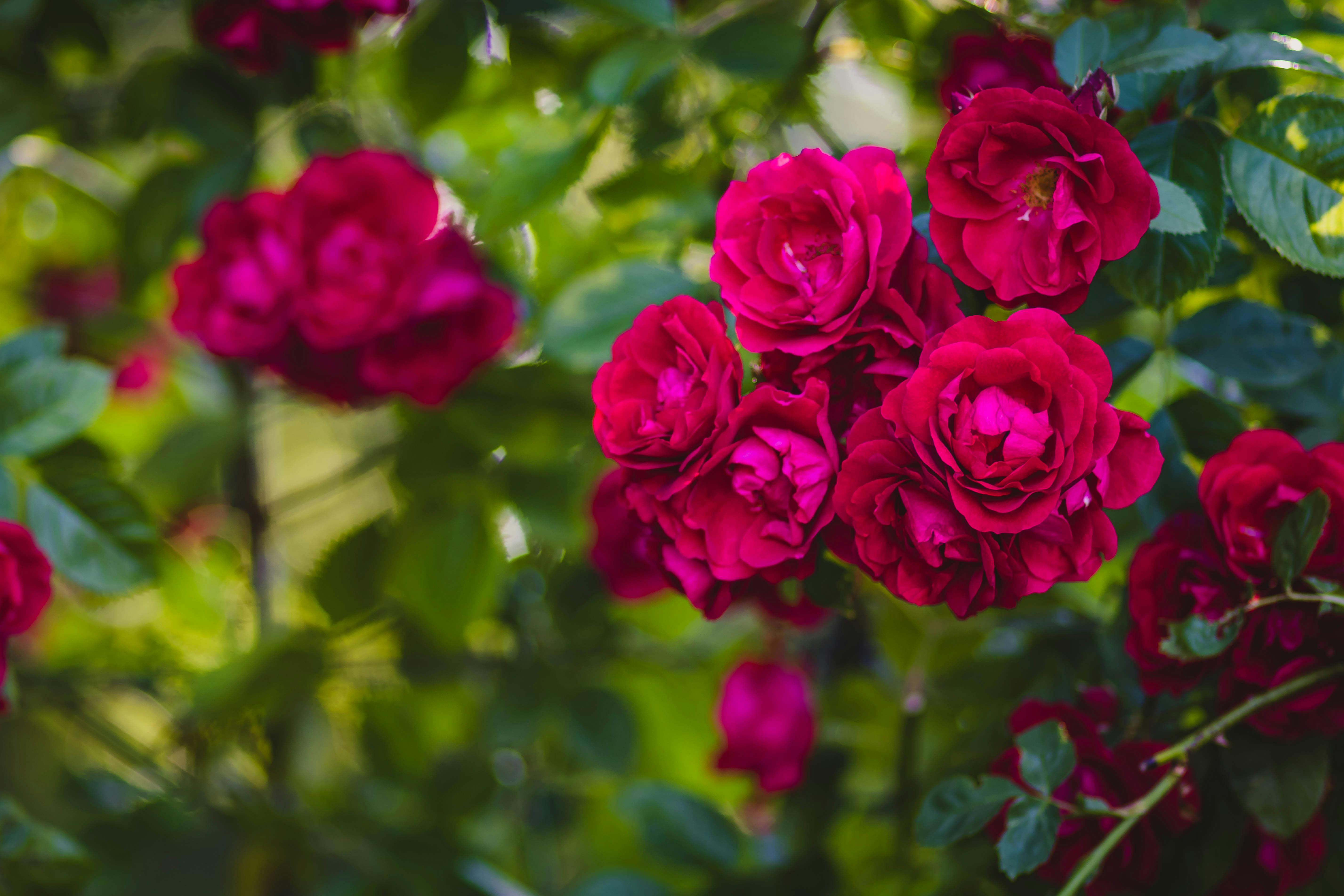 Roses
