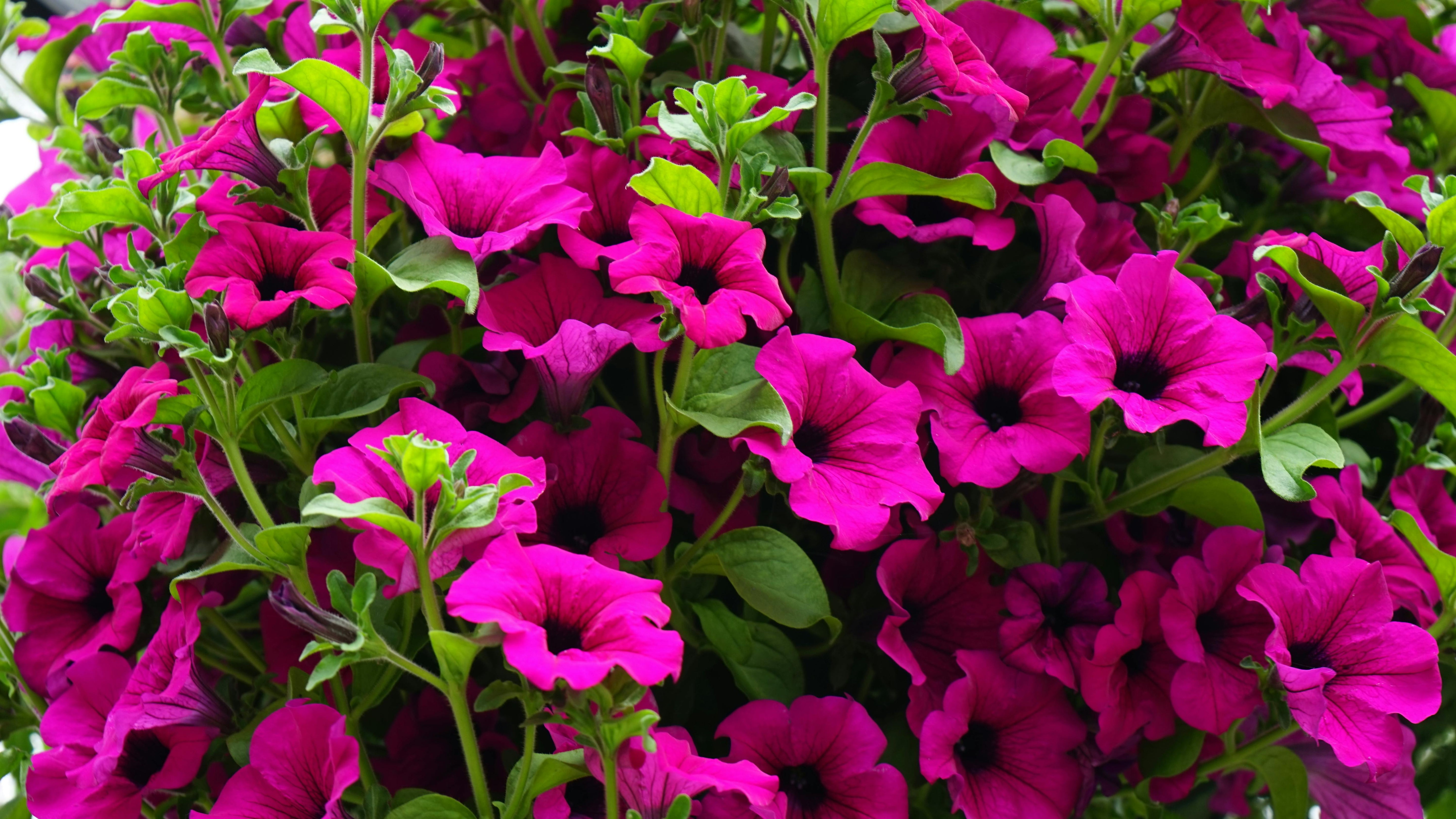 Annuals