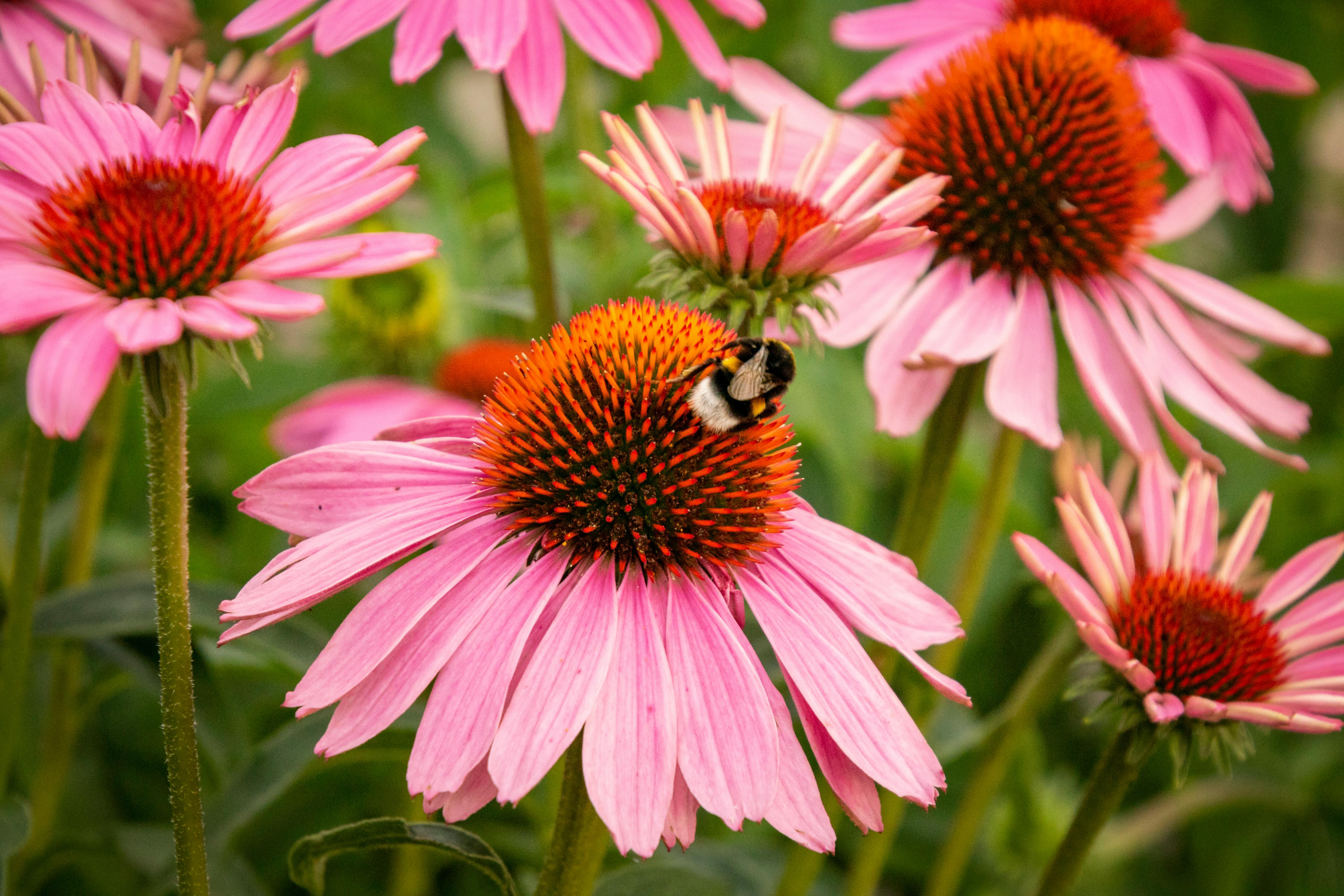 Sun Perennials