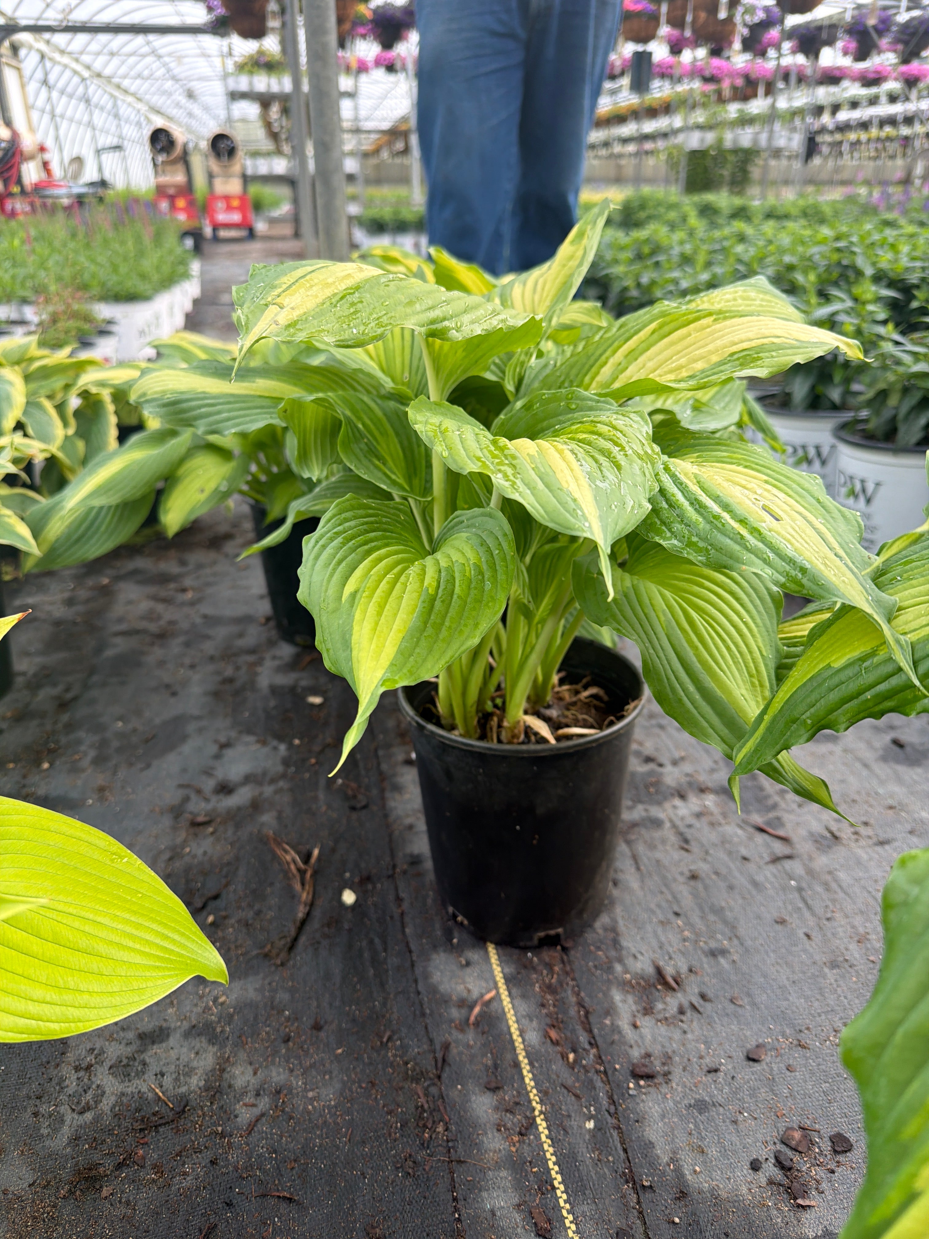 Hosta Plantain Lily Angel Falls