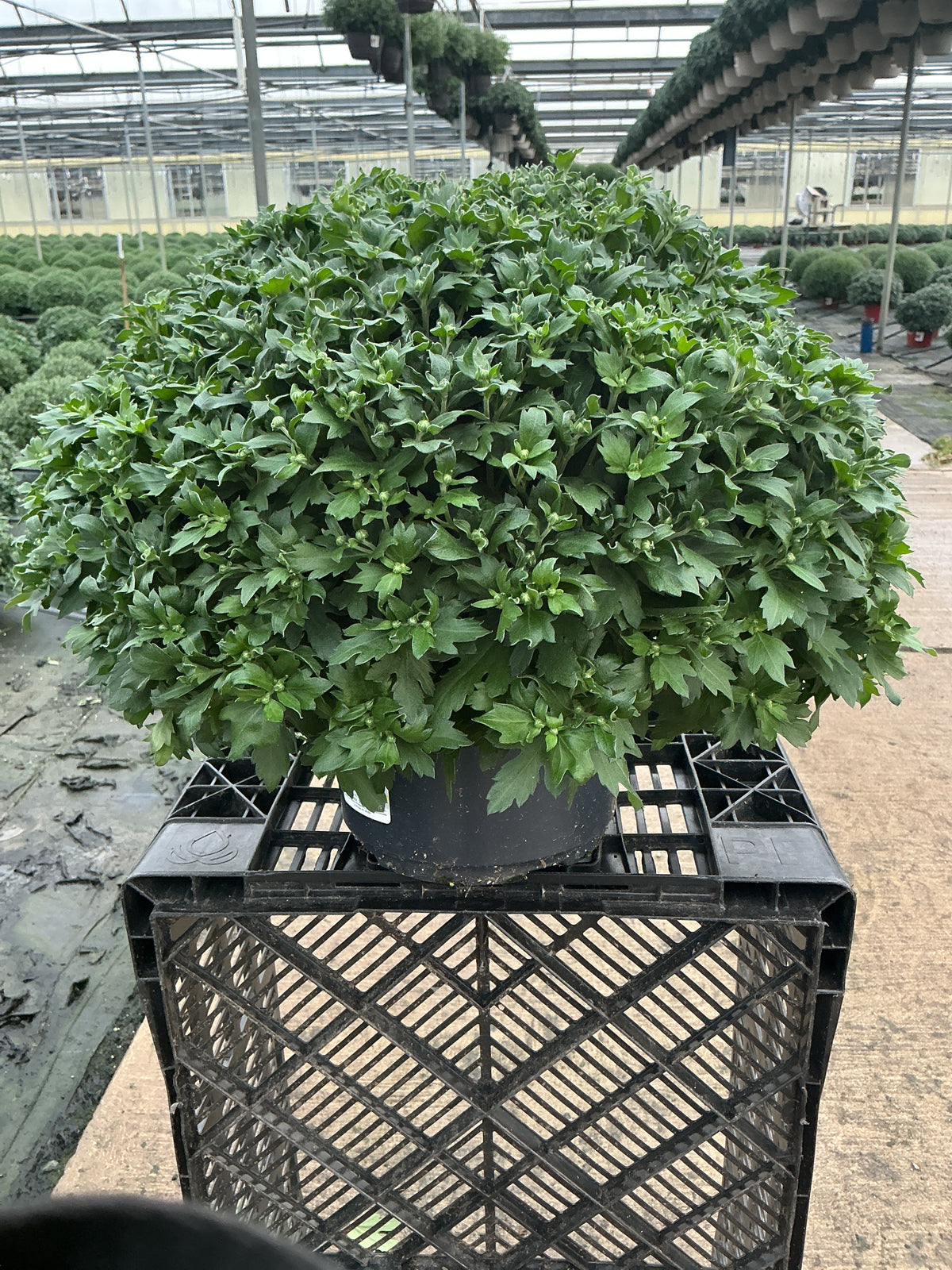 Cranbury Red - 8"x5" Potted Garden Mum