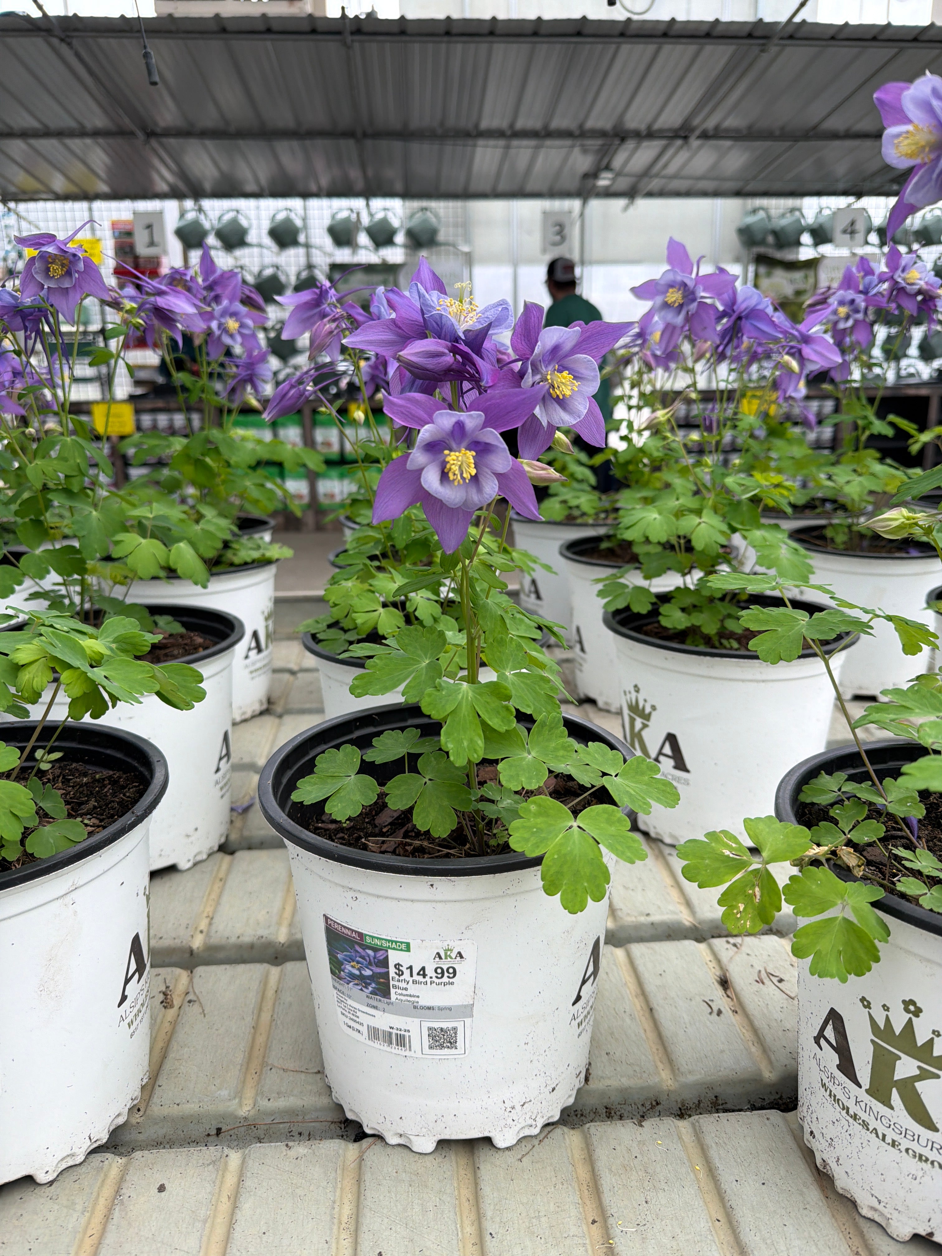 Aquilegia Columbine Early Bird Purple Blue