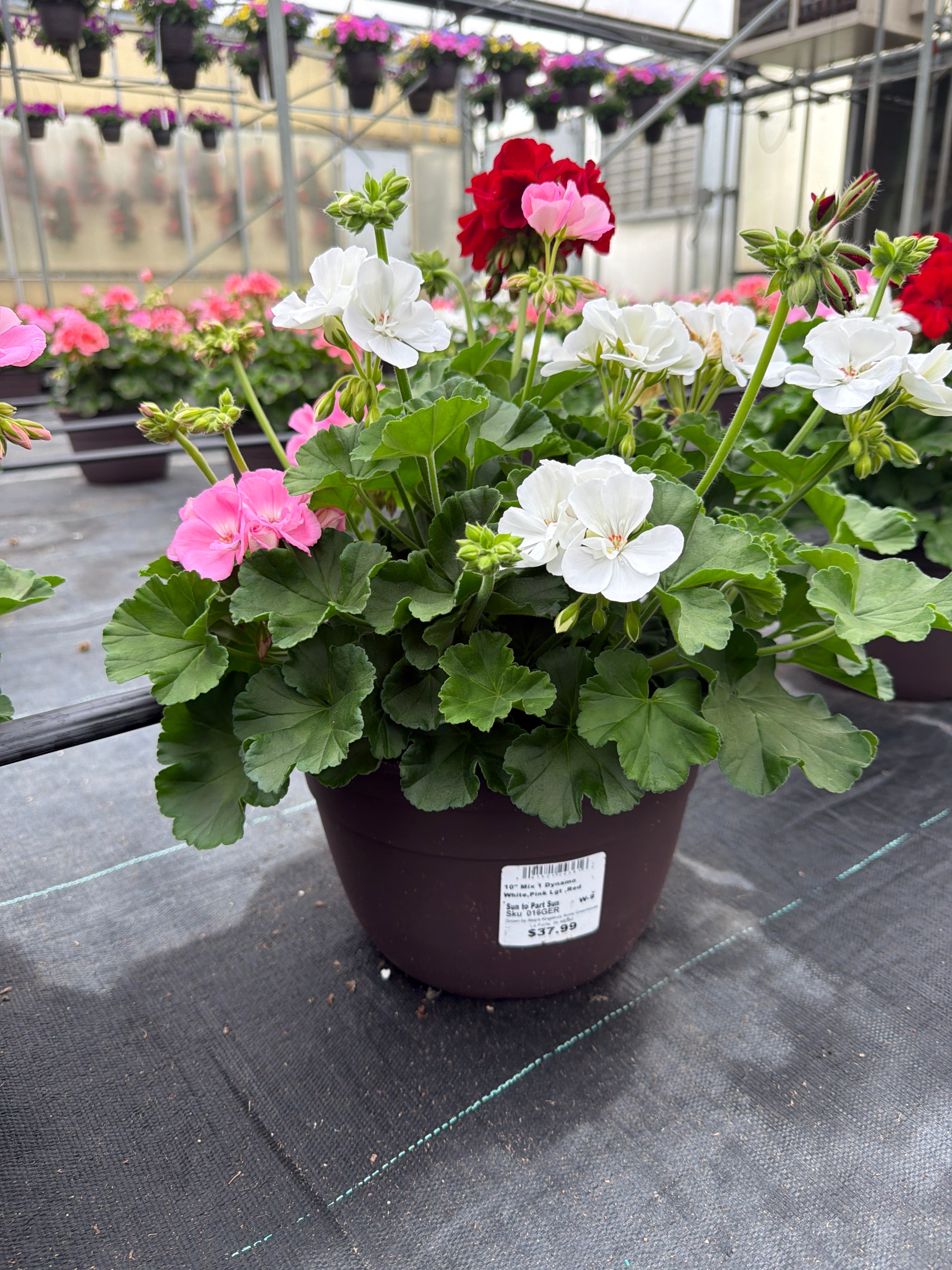 Geranium Mix 1 - 10" Planter