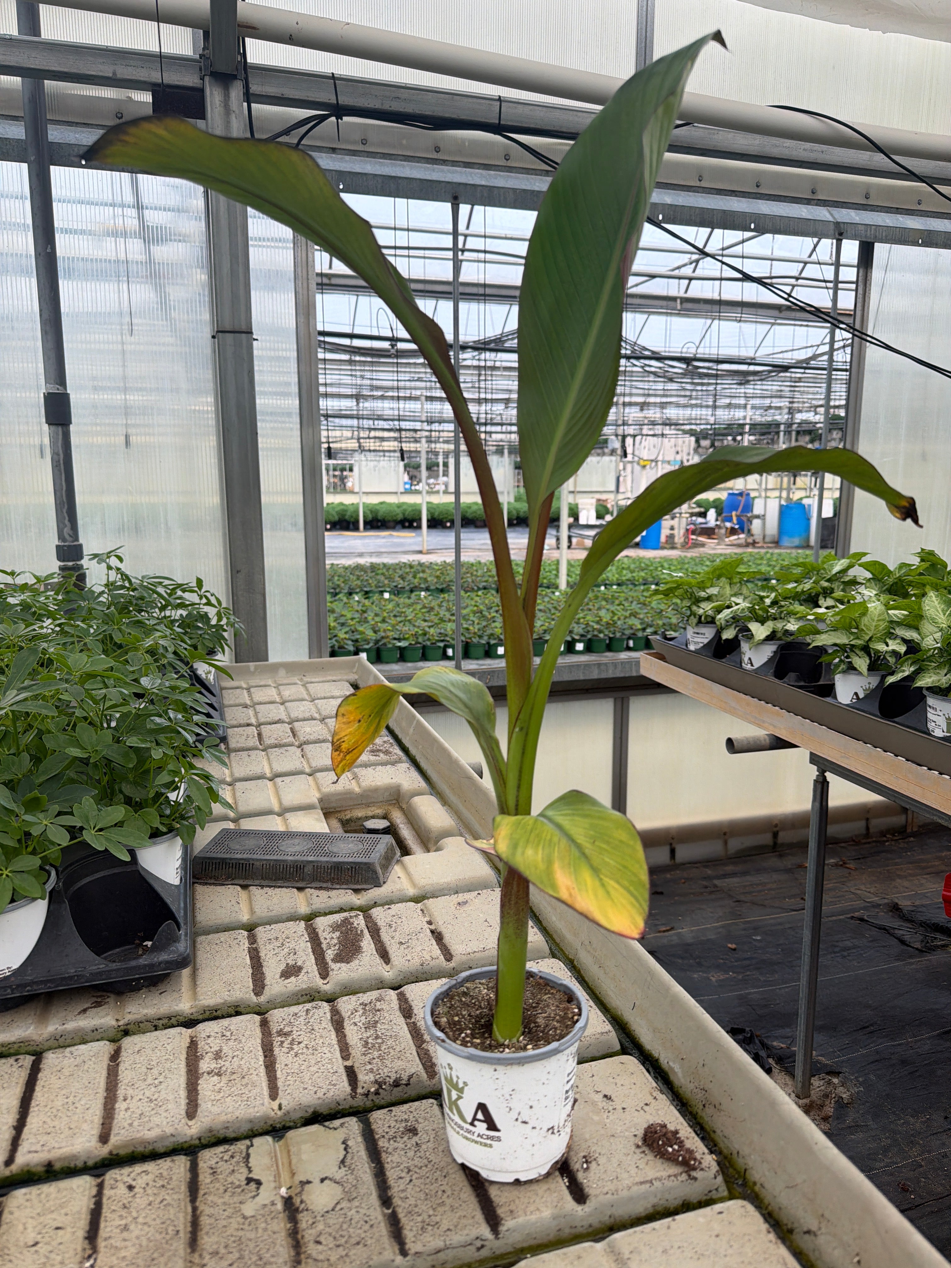 Ensete Ventricosum Maurelii
