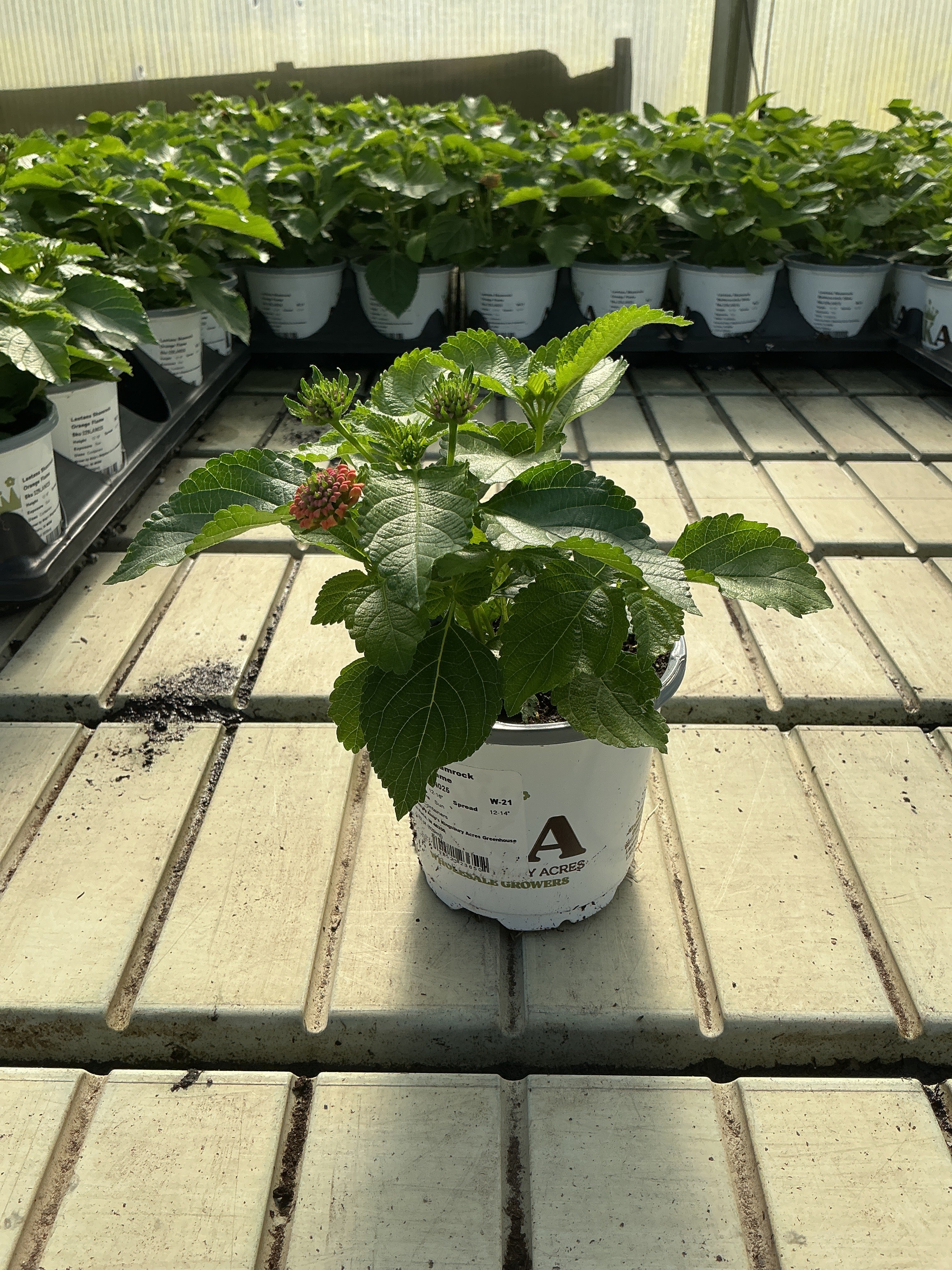 Lantana Shamrock Orange Flame - 4.33" Premium Annual