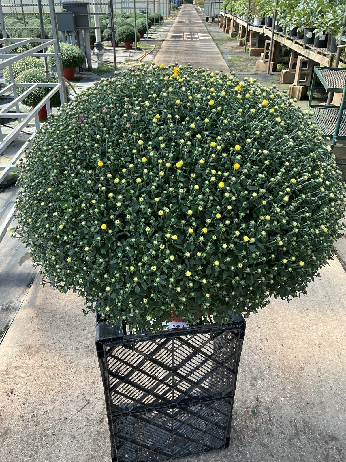 Jacqueline Tricolor (Mix 2) - 12" Deco Pot Garden Mum
