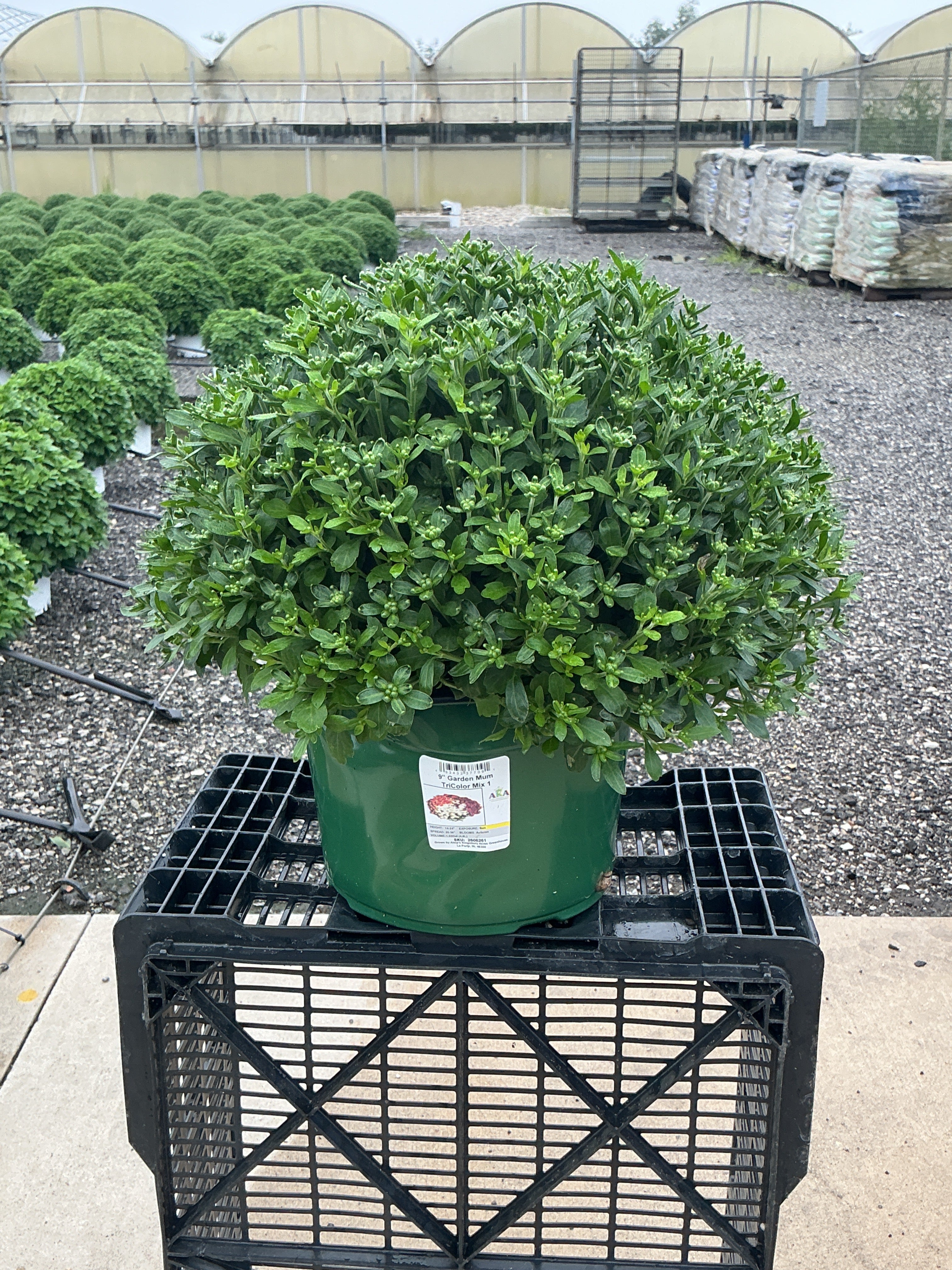 Pisces Tricolor (Mix 1) - 9"x6" Potted Garden Mum