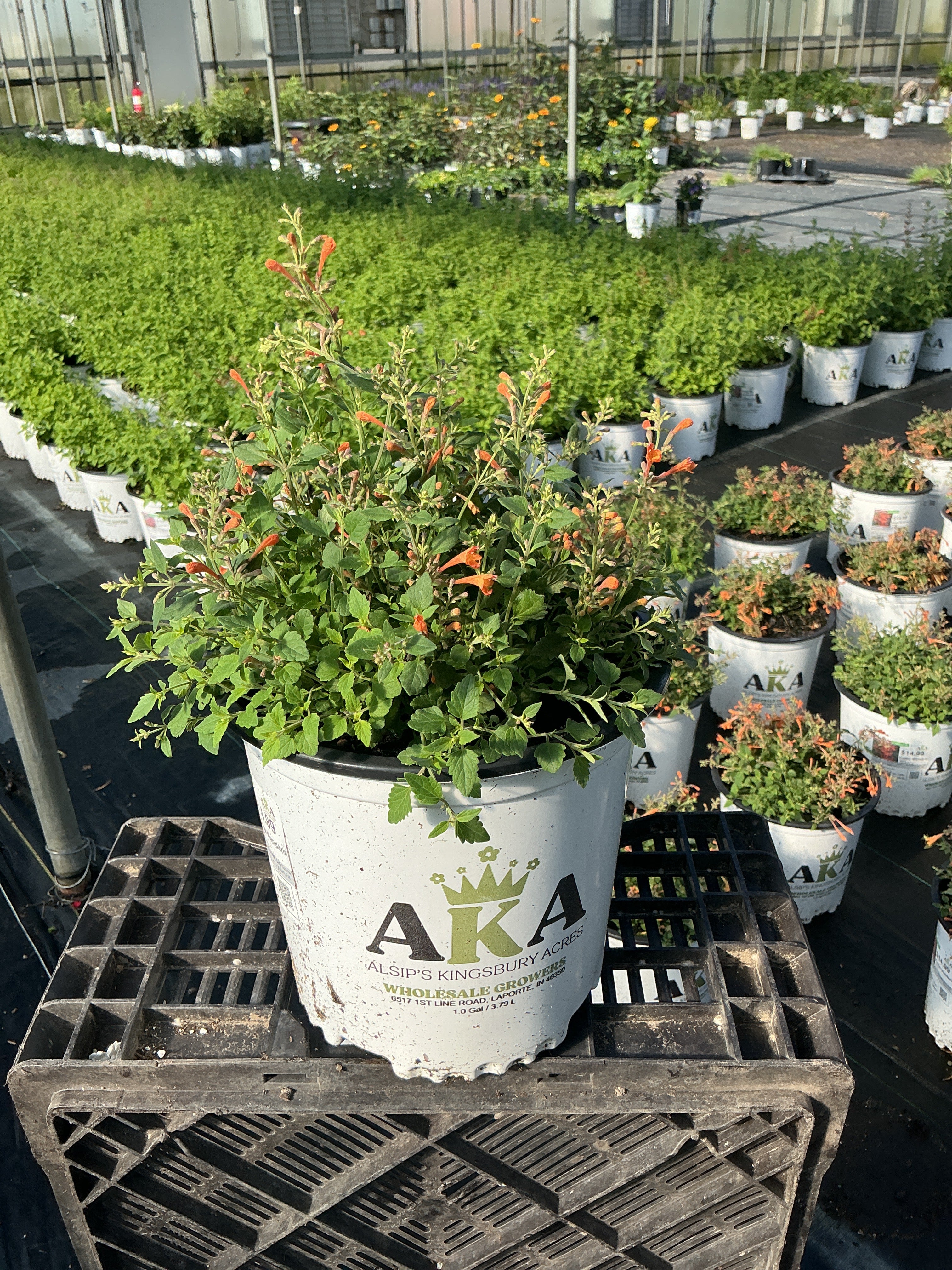 Agastache Hyssop Kudos Mandarin