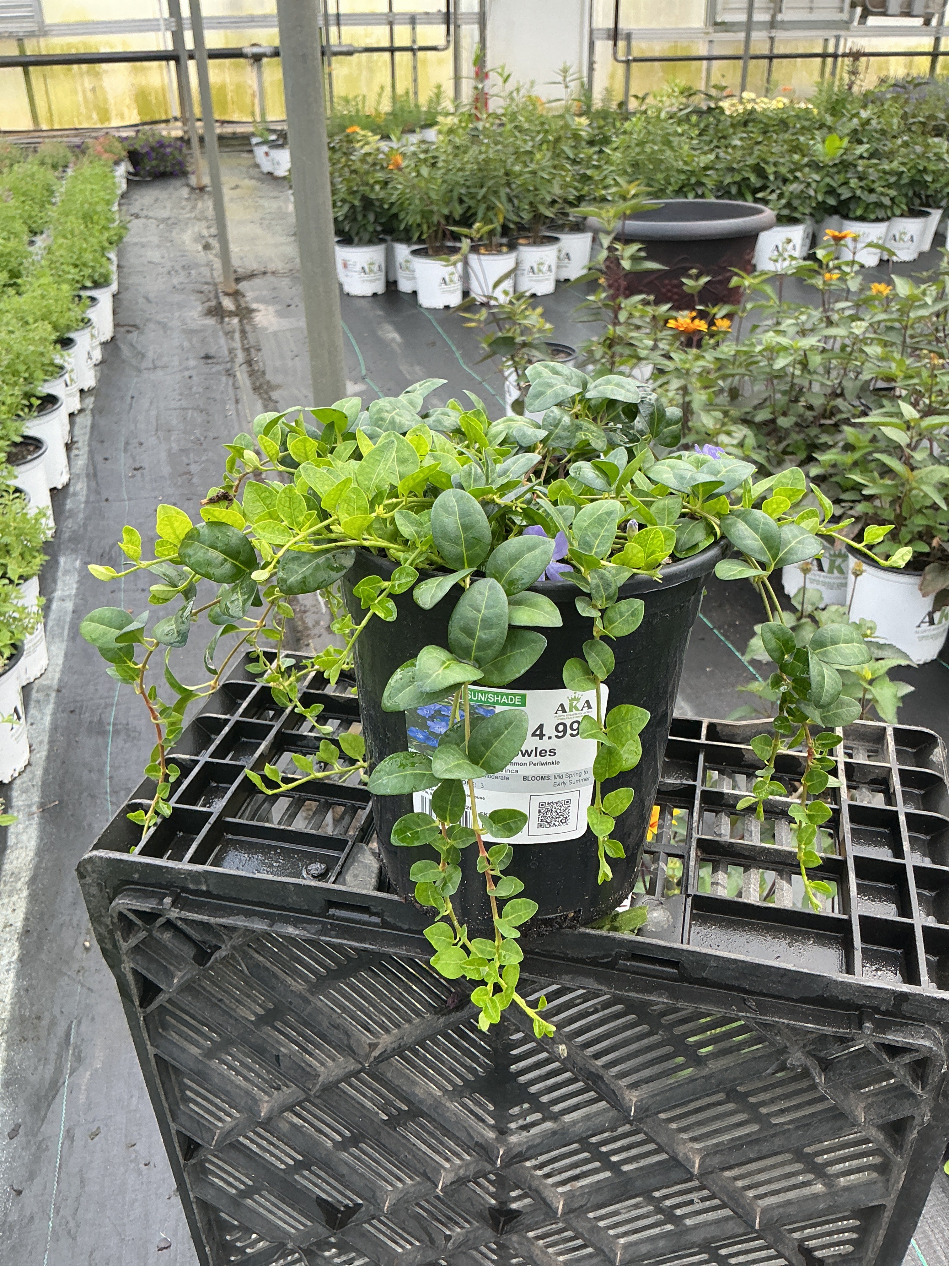 Vinca Common Periwinkle Bowles - 6" Perennial