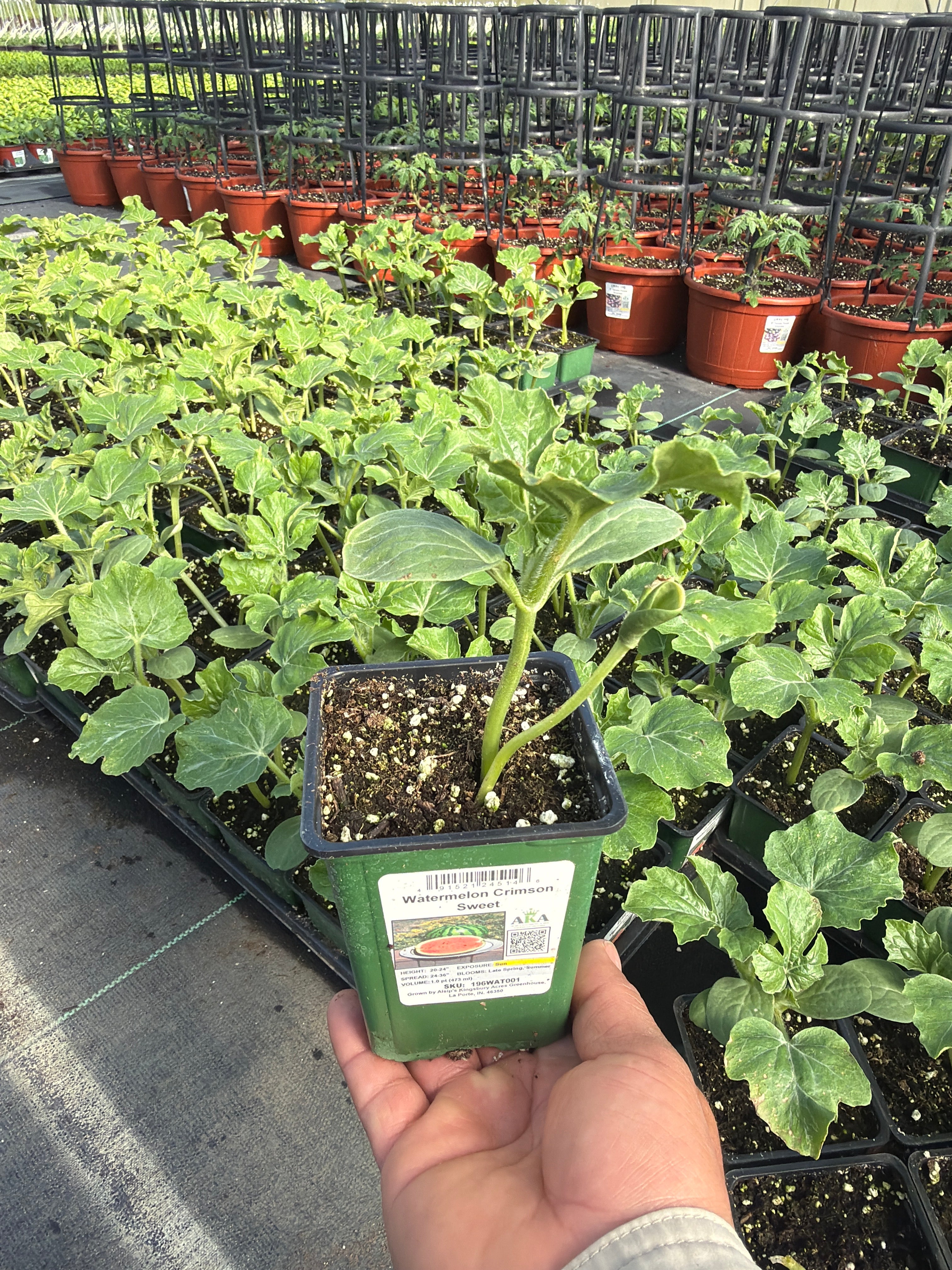 Watermelon Crimson Sweet - 4" Potted Vegetable