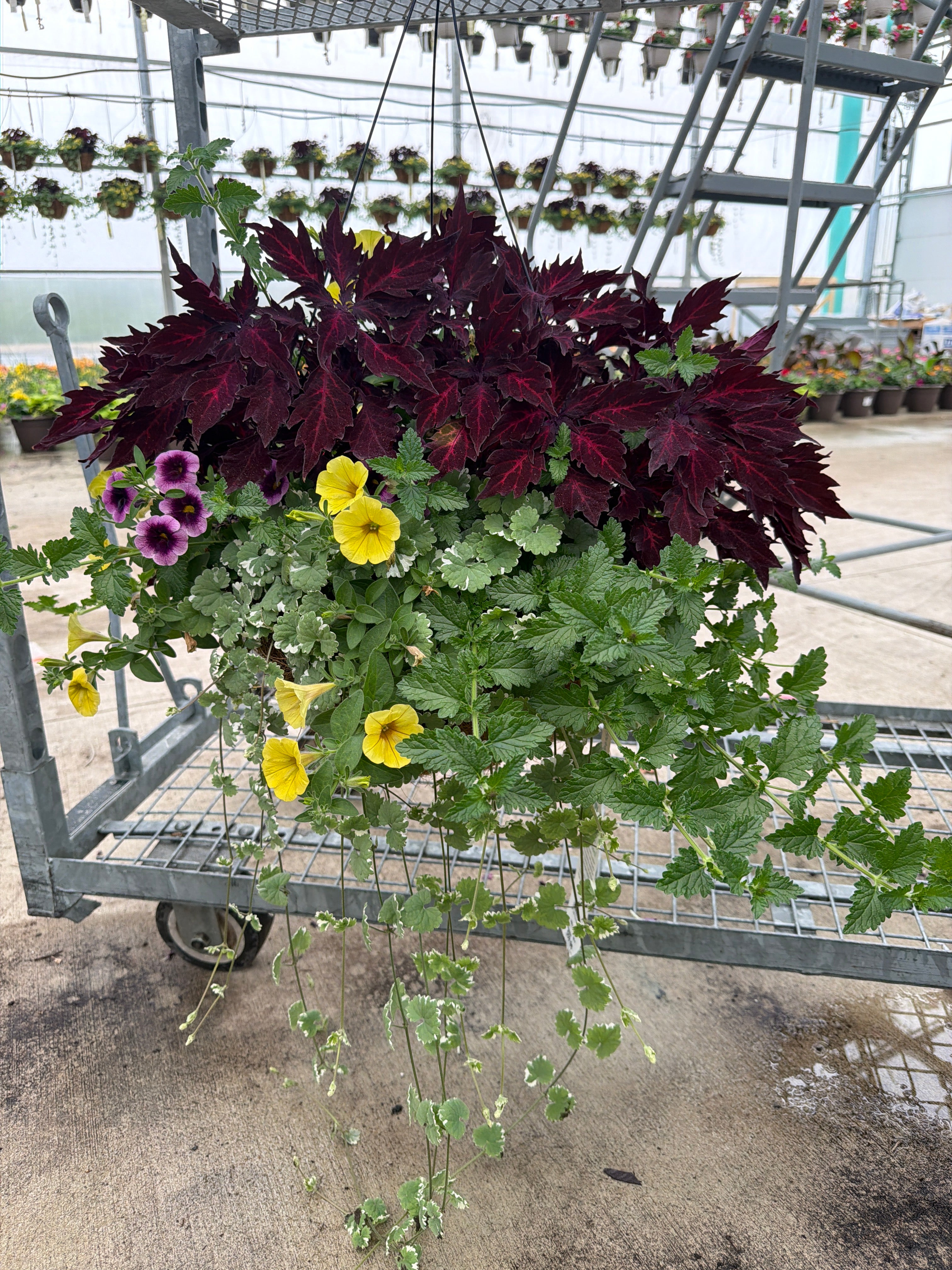 502 Royalty - 14" Coco Hanging Basket