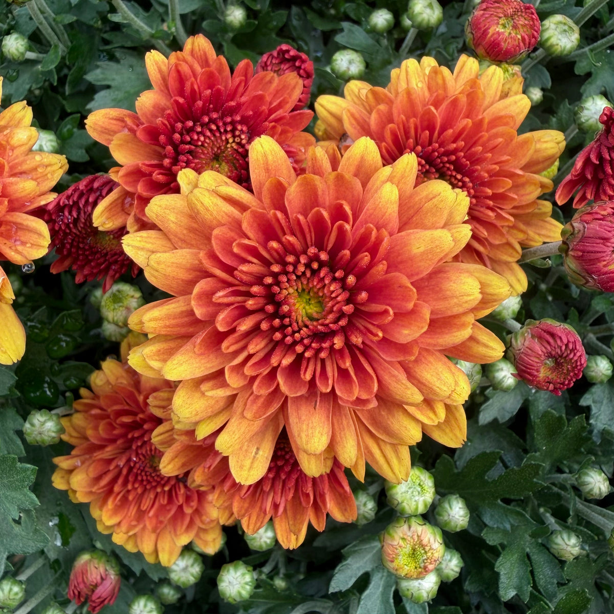 Beatrice Orange New - 9"x6" Potted Garden Mum