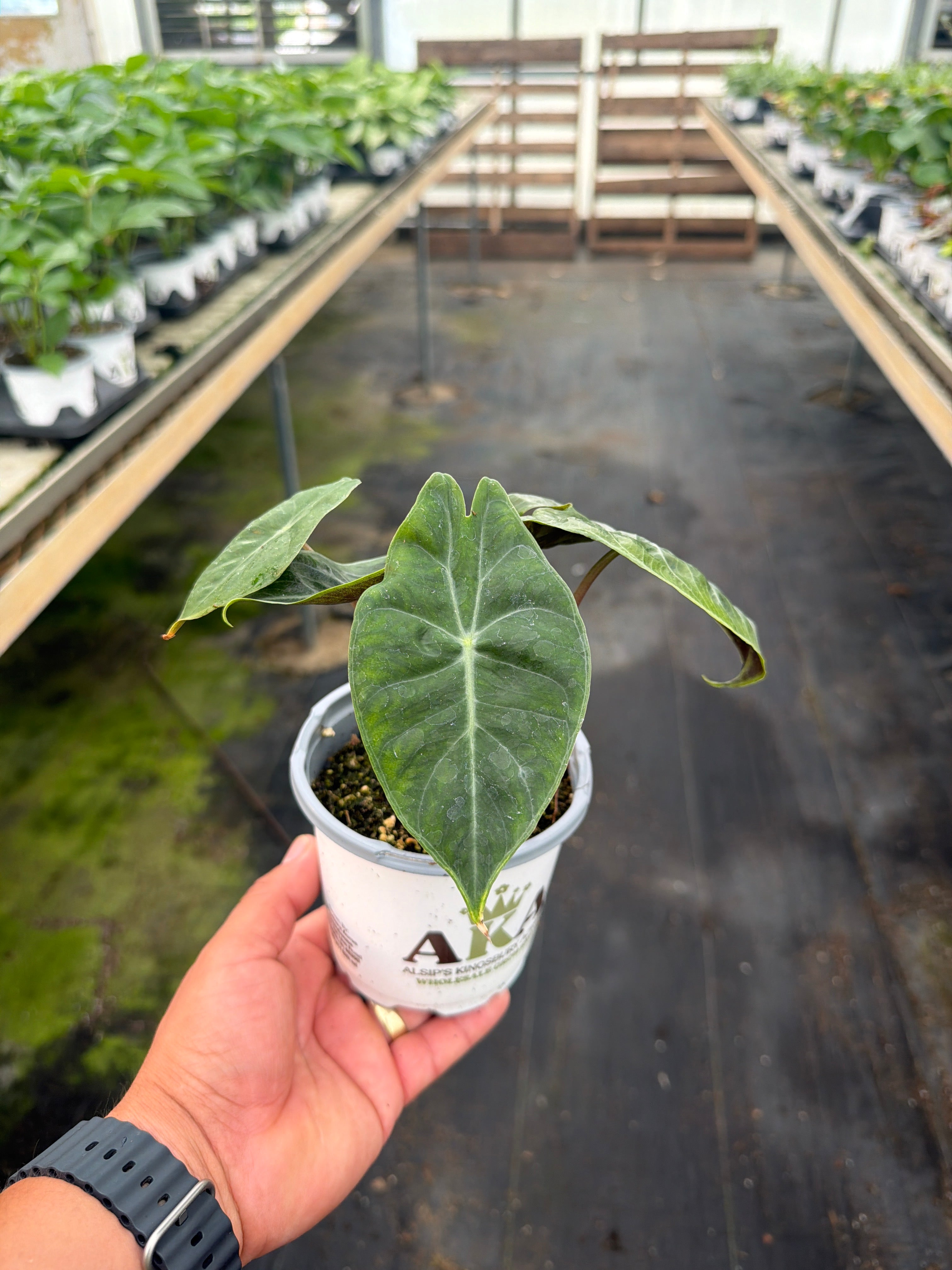 Alocasia Pink Princess - Alocasia baginda - 4" Pot