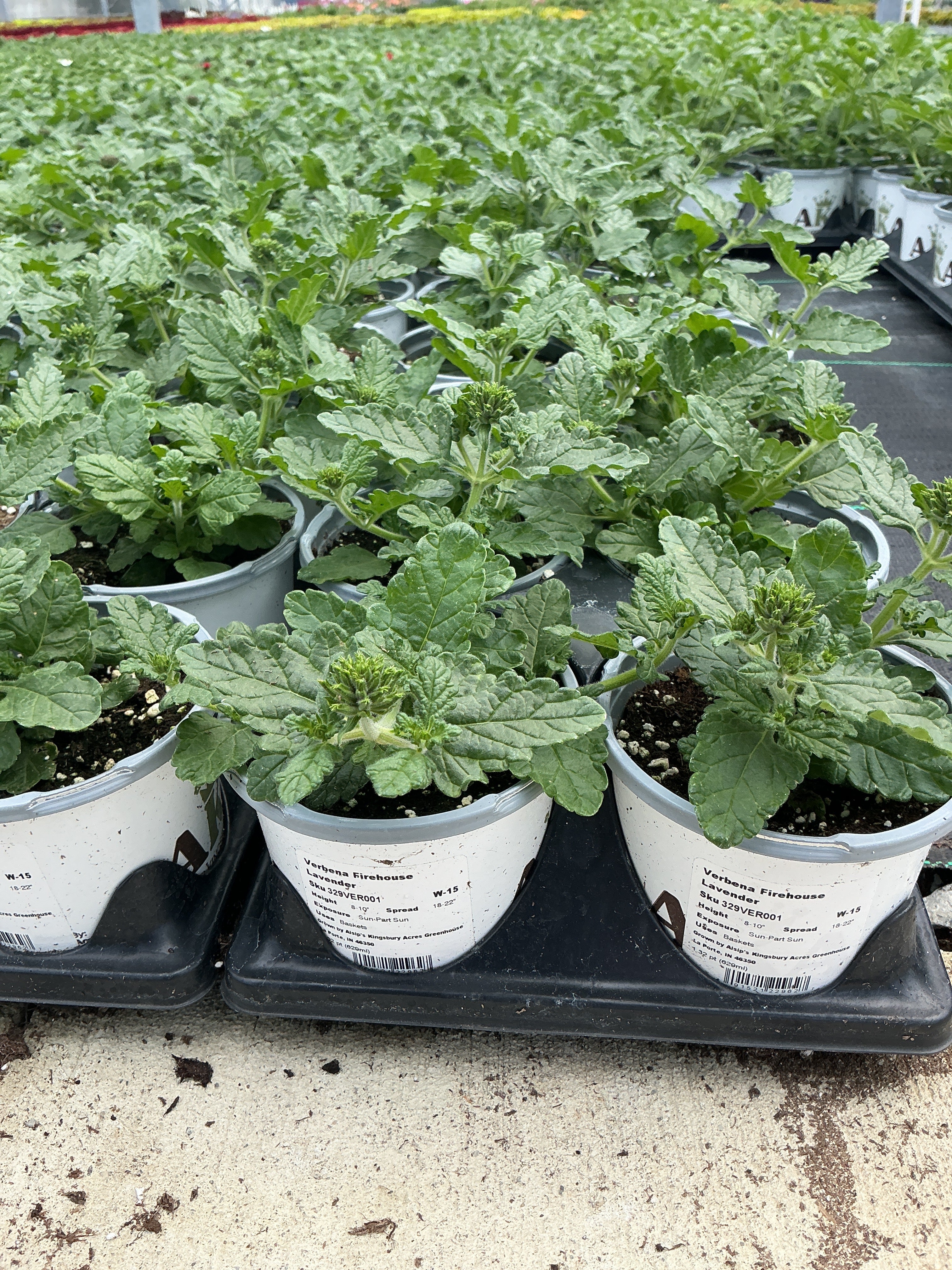 Verbena Firehouse Lavender - 4.33" Premium Annual