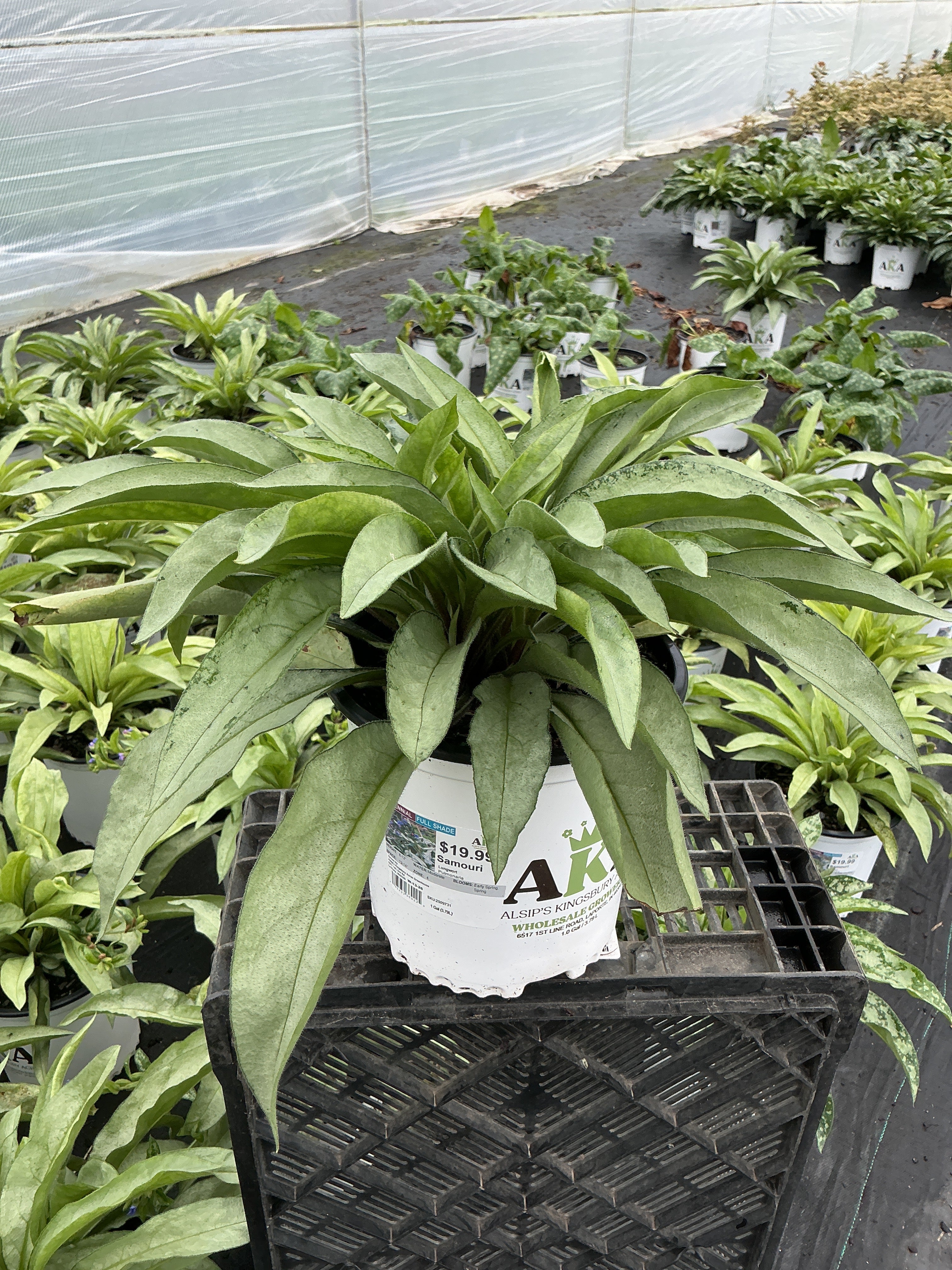 Pulmonaria Lungwort Samouri