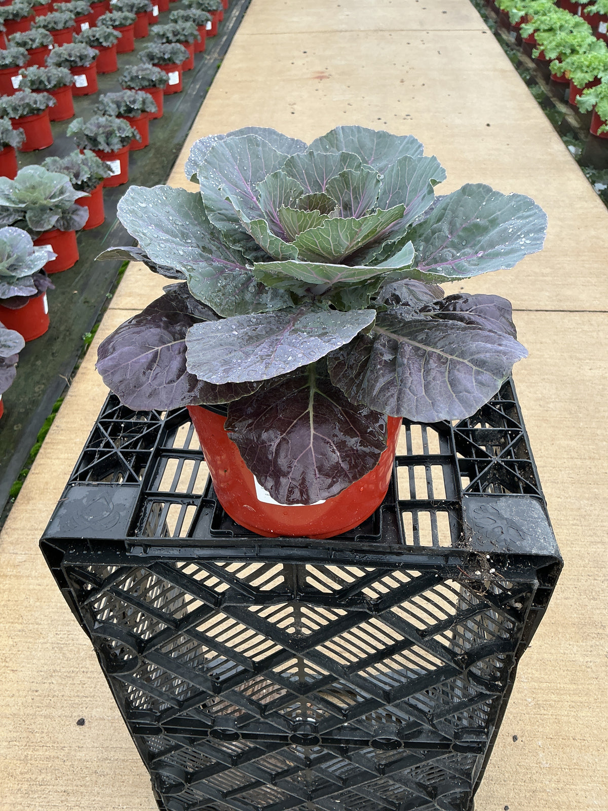 Pigeon Red Ornamental Kale - 8" Fall Annuals