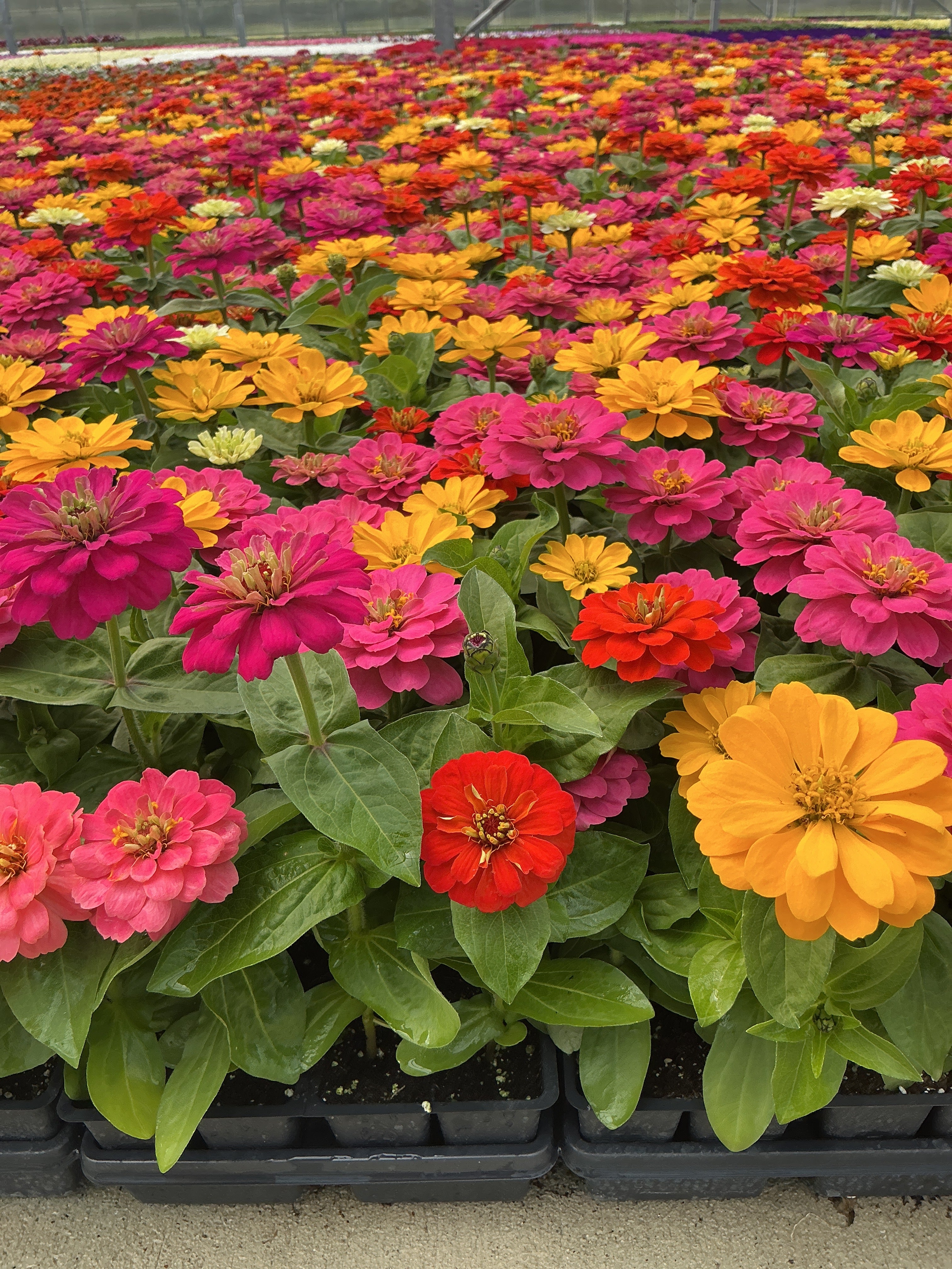 Zinnia Dreamland Zesty Mix - 4 Pack Annual