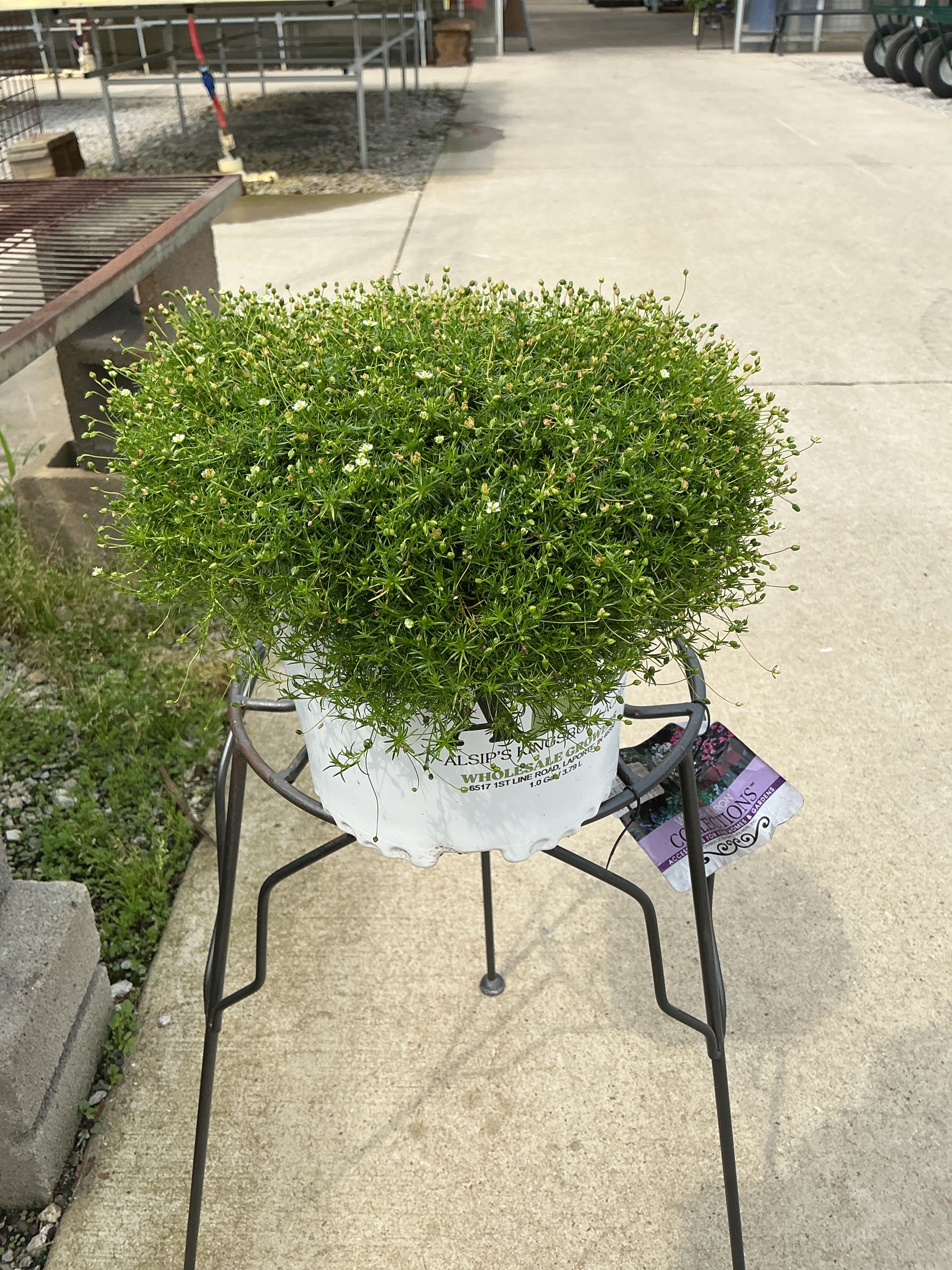 Sagina Moss Irish (Subulata) - 6" Perennial