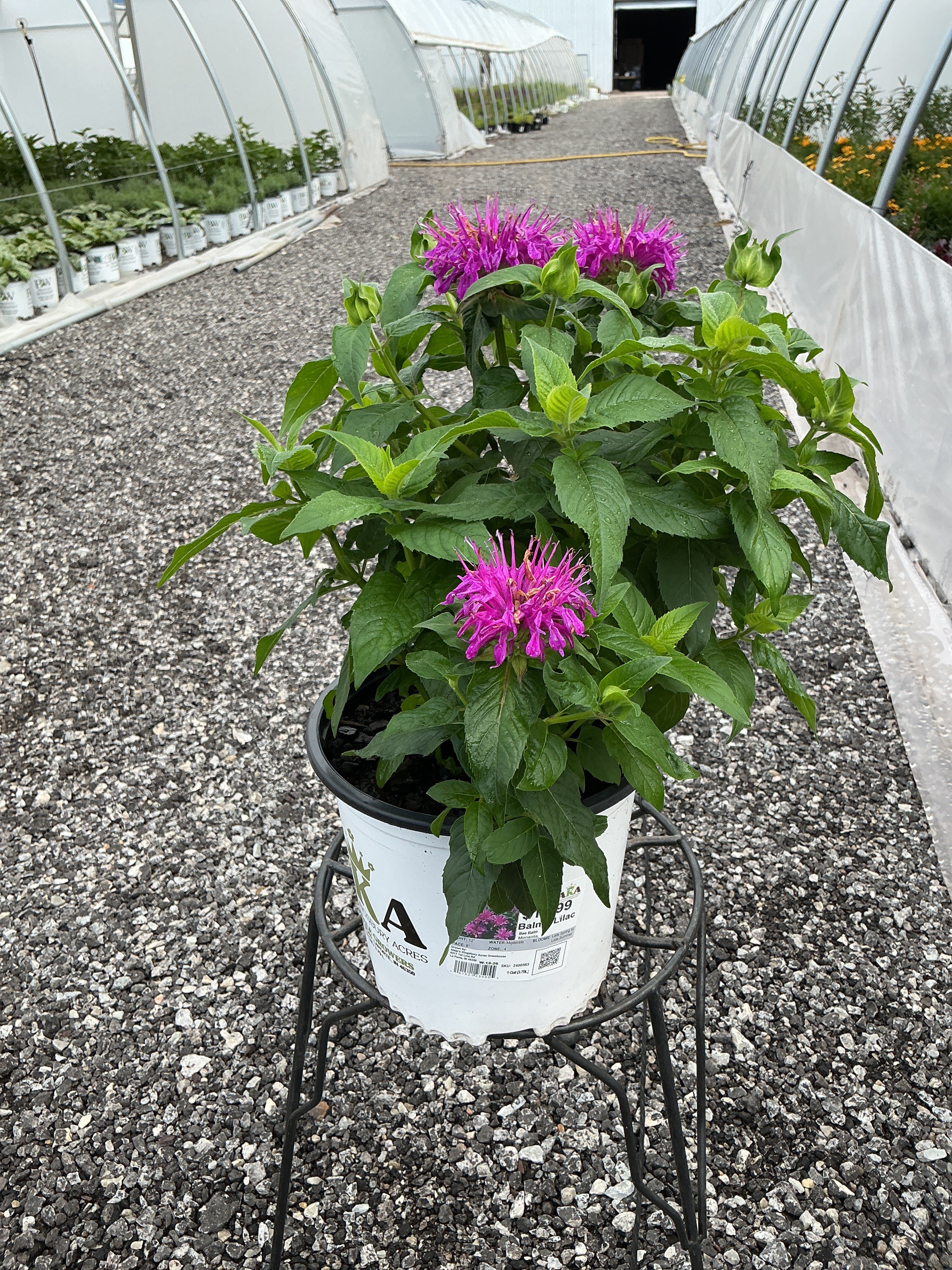 Monarda Bee Balm Balmy Lilac