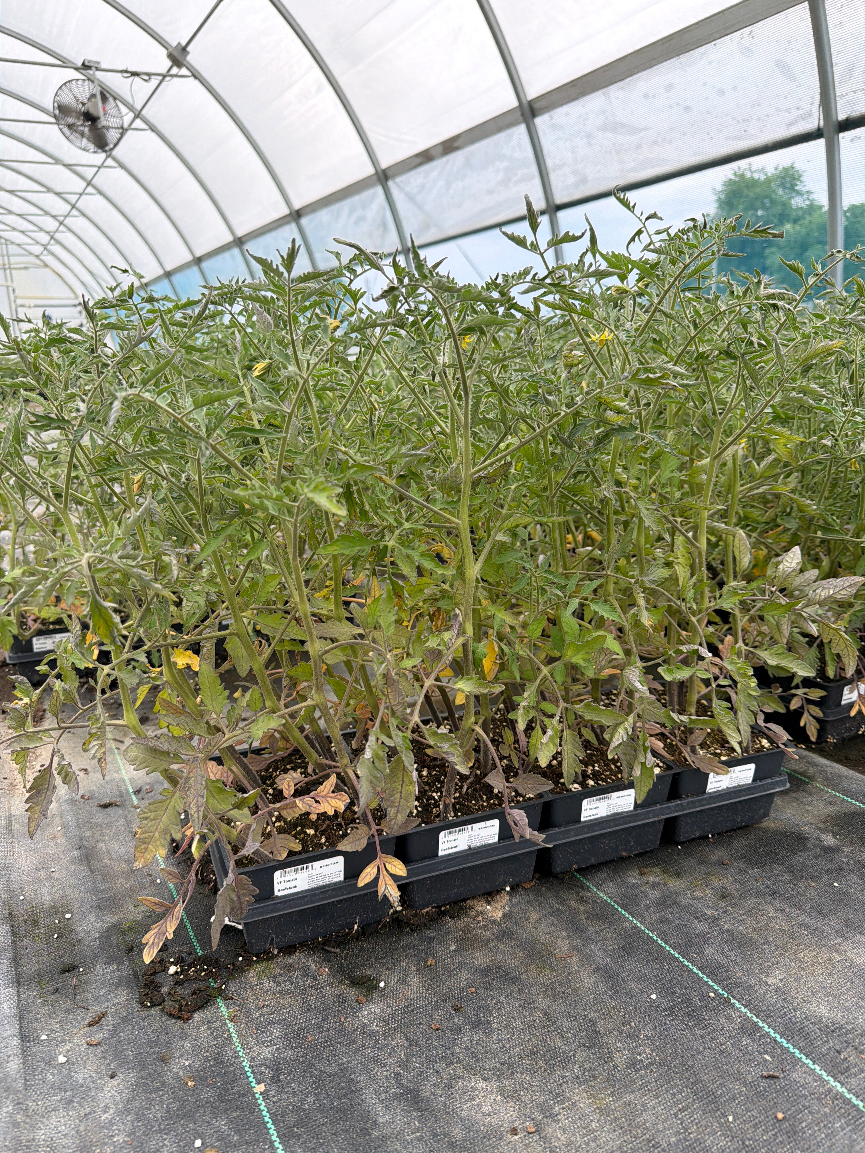 Tomato Beefsteak - 4 Pack Vegetable