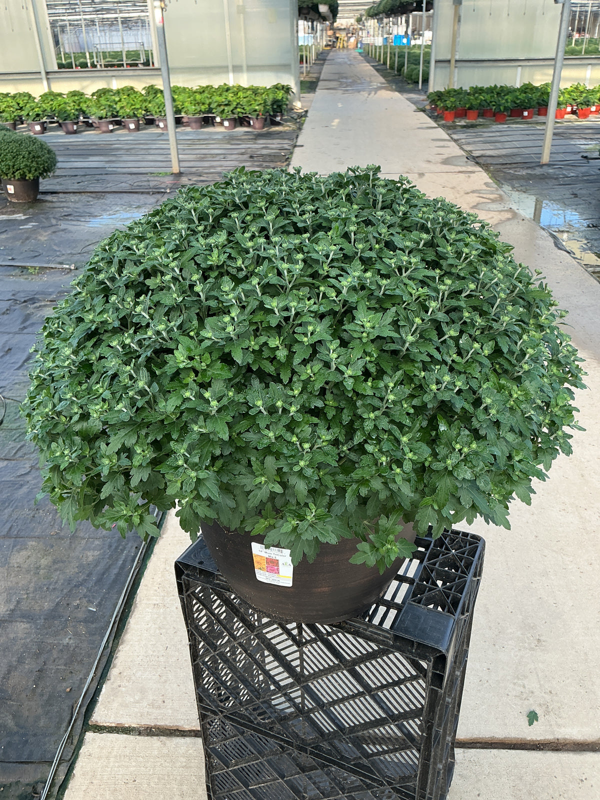 Axios Tricolor (Mix 5) - 14" Deco Pot Garden Mum