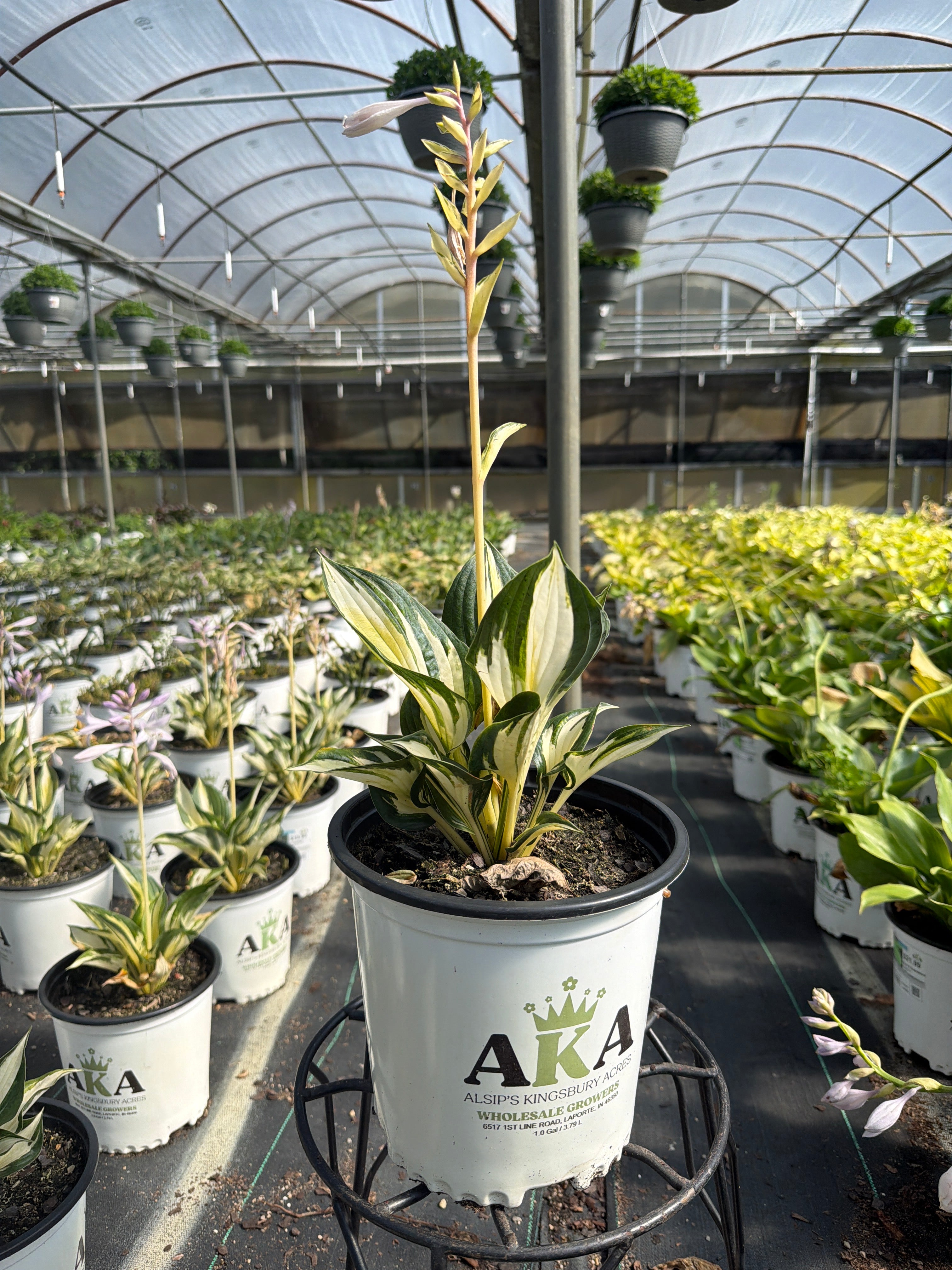 Hosta Plantain Lily Loyalist